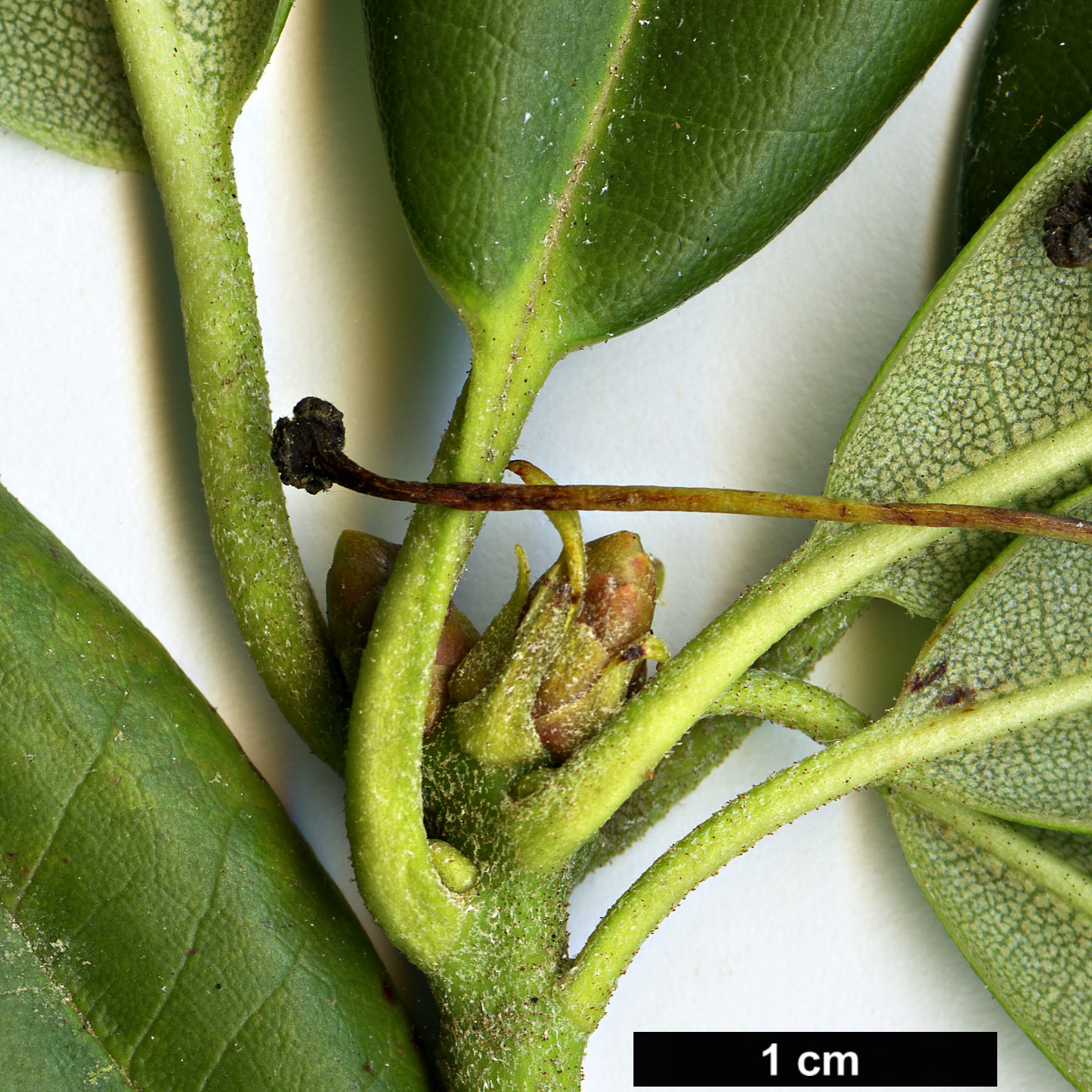 High resolution image: Family: Ericaceae - Genus: Rhododendron - Taxon: anwheiense