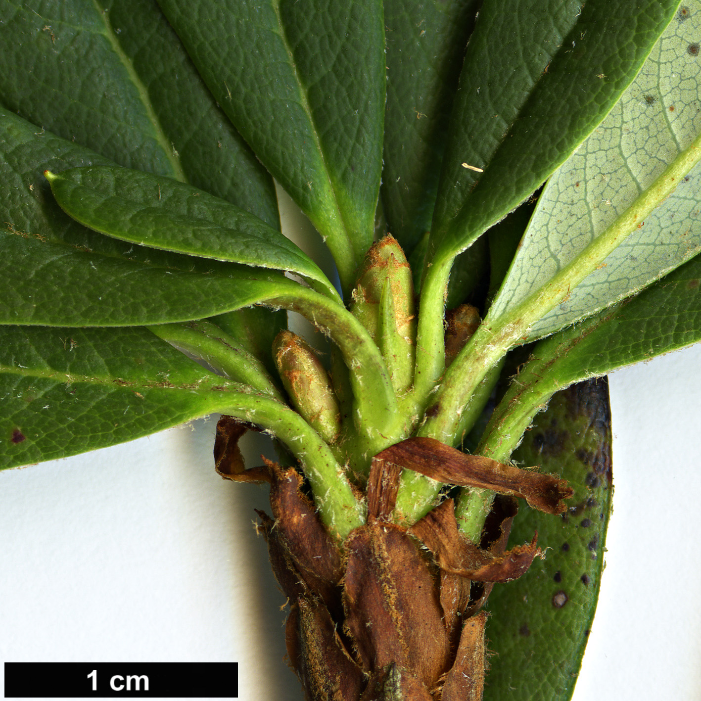 High resolution image: Family: Ericaceae - Genus: Rhododendron - Taxon: aperantum