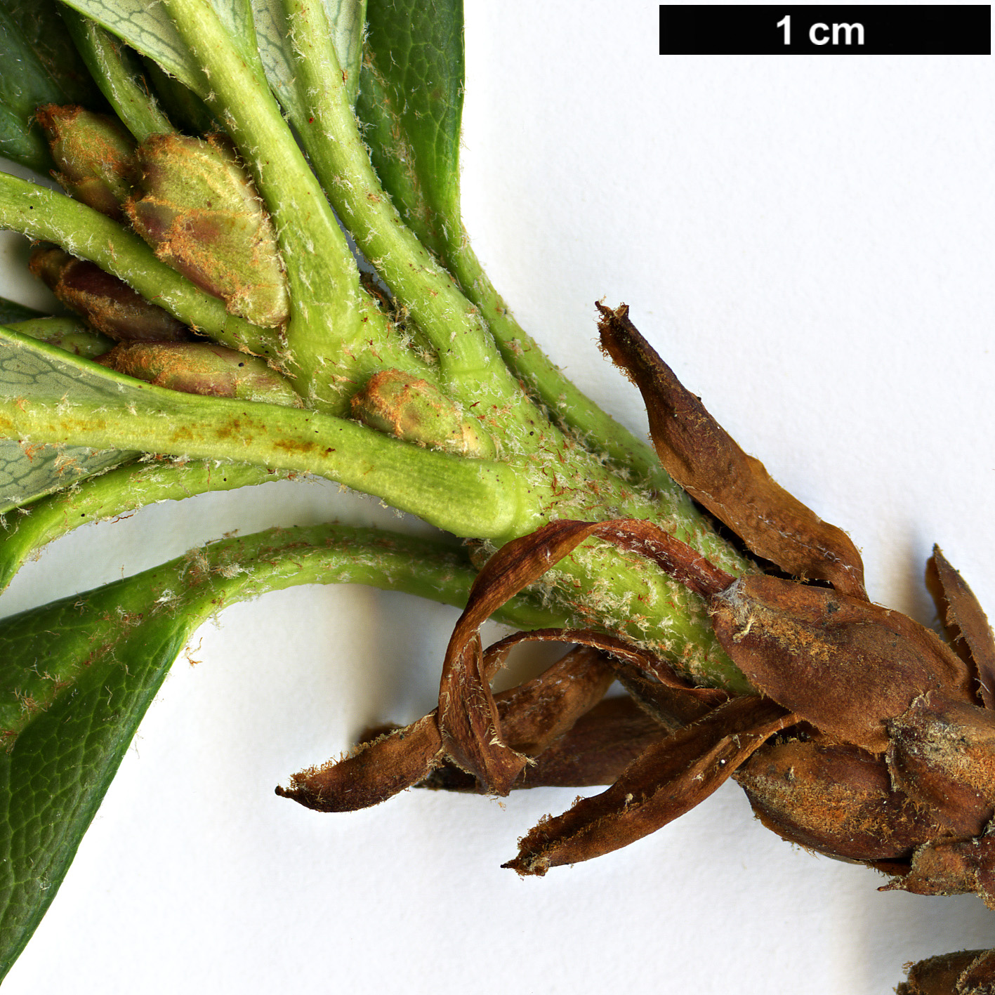 High resolution image: Family: Ericaceae - Genus: Rhododendron - Taxon: aperantum