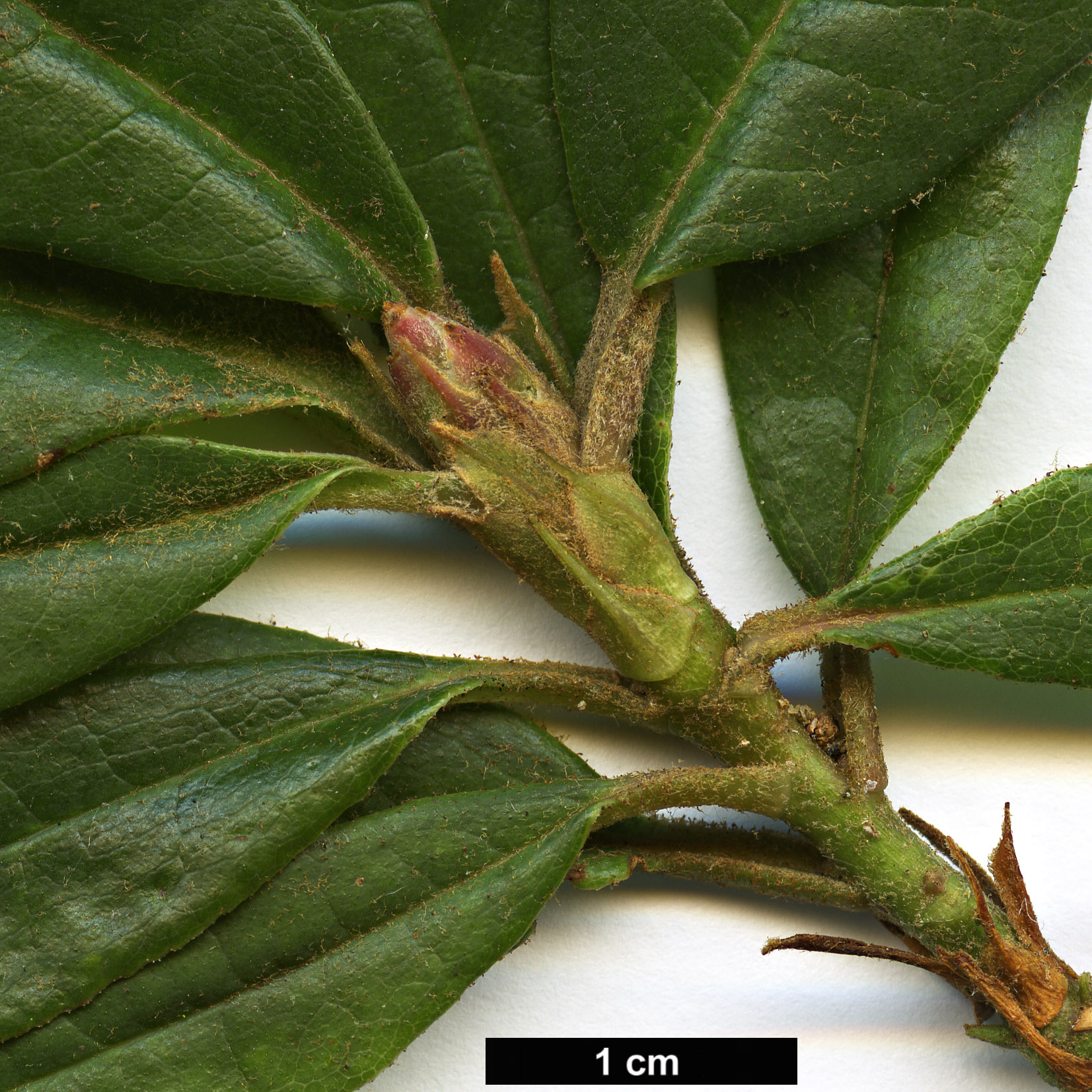 High resolution image: Family: Ericaceae - Genus: Rhododendron - Taxon: araiophyllum