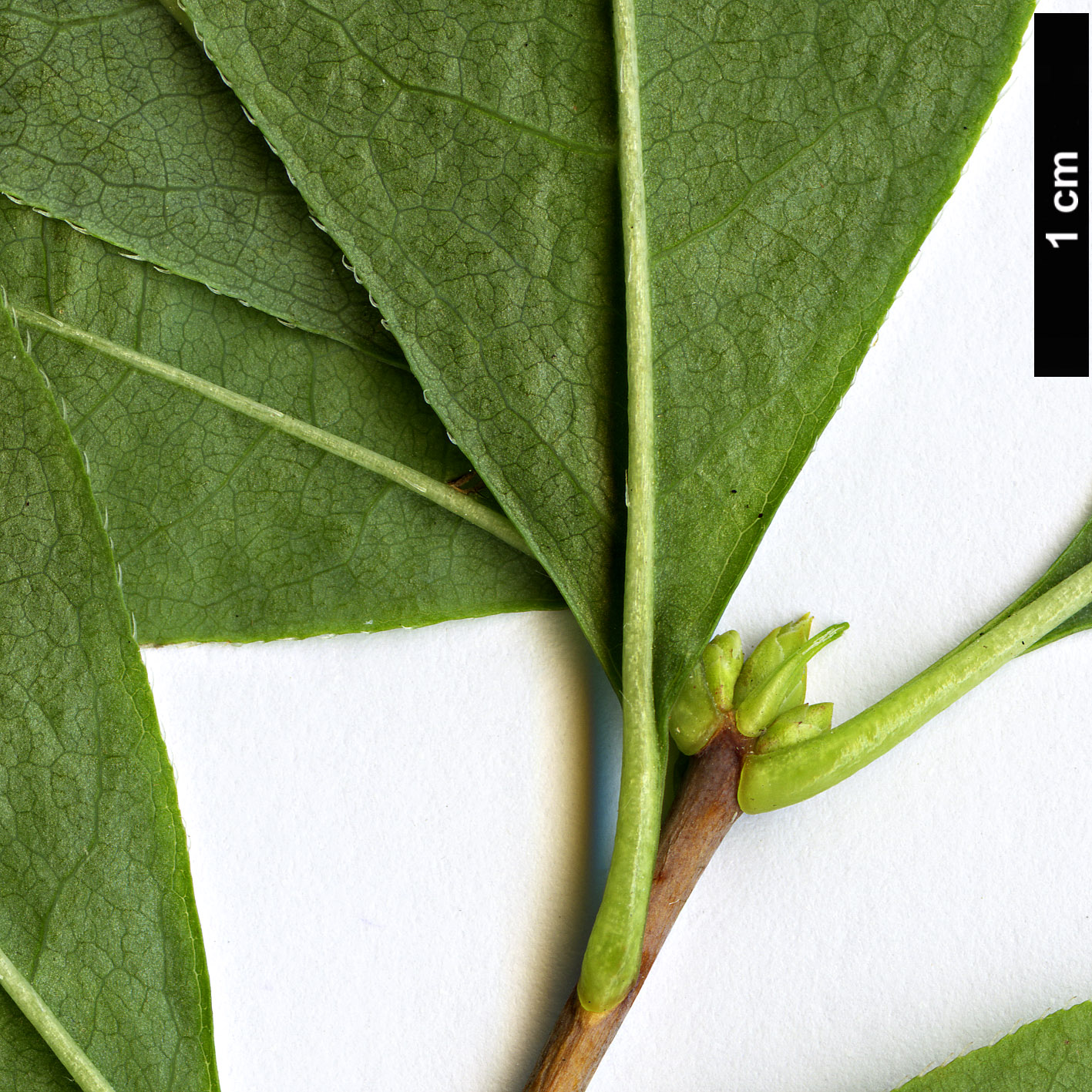 High resolution image: Family: Ericaceae - Genus: Rhododendron - Taxon: arborescens