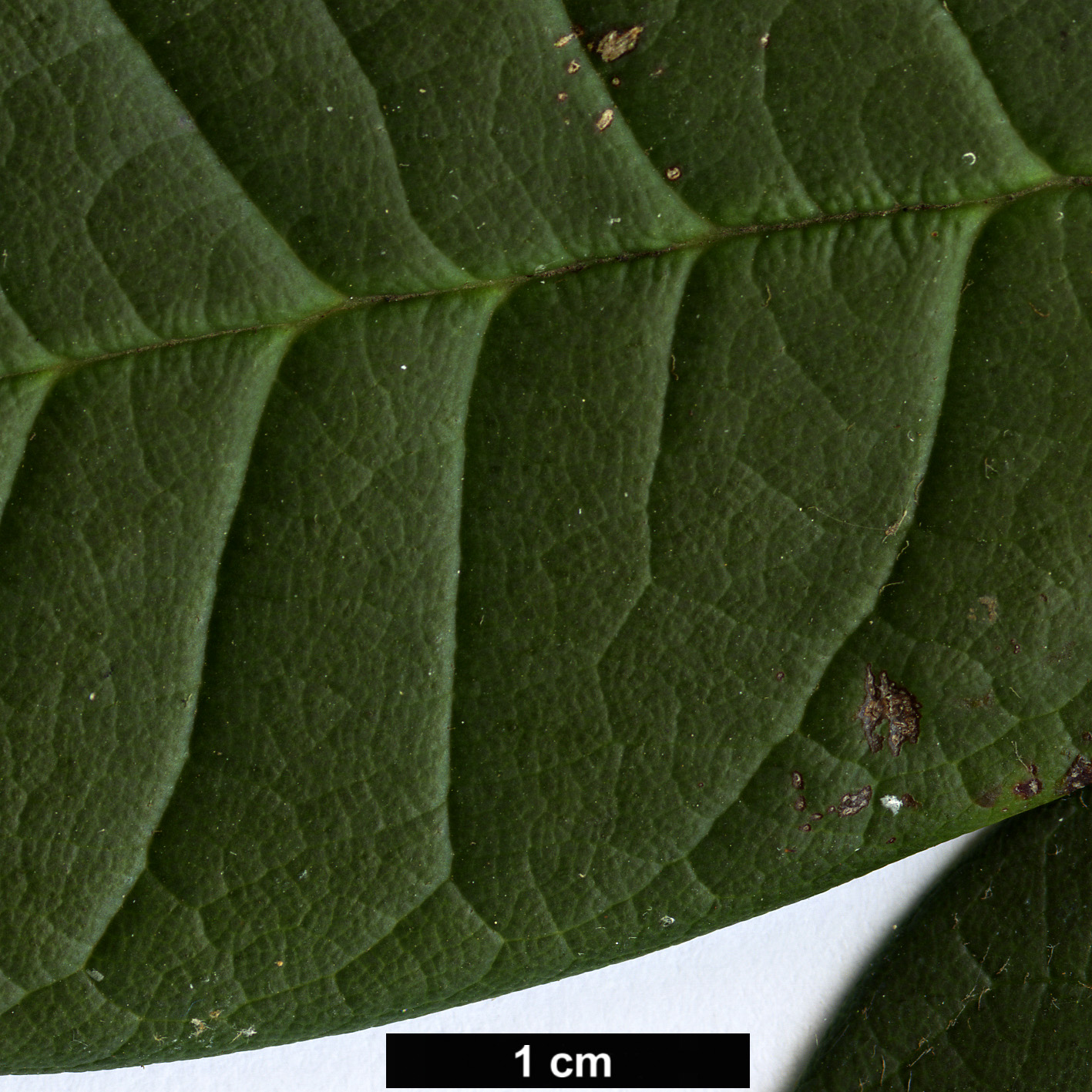 High resolution image: Family: Ericaceae - Genus: Rhododendron - Taxon: argipeplum