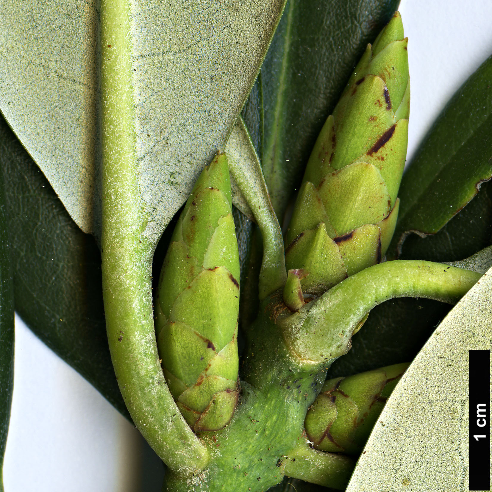High resolution image: Family: Ericaceae - Genus: Rhododendron - Taxon: argyrophyllum