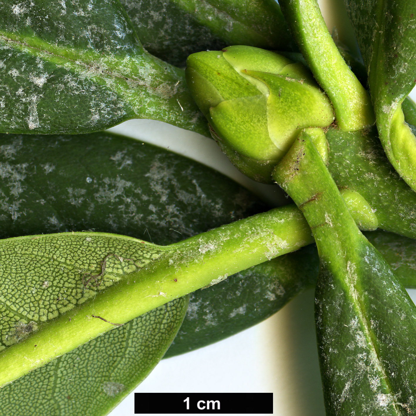 High resolution image: Family: Ericaceae - Genus: Rhododendron - Taxon: asterochnoum