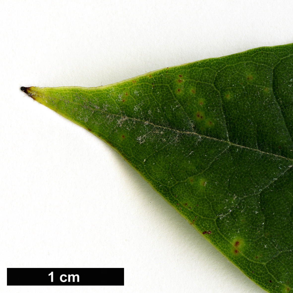 High resolution image: Family: Ericaceae - Genus: Rhododendron - Taxon: asterochnoum