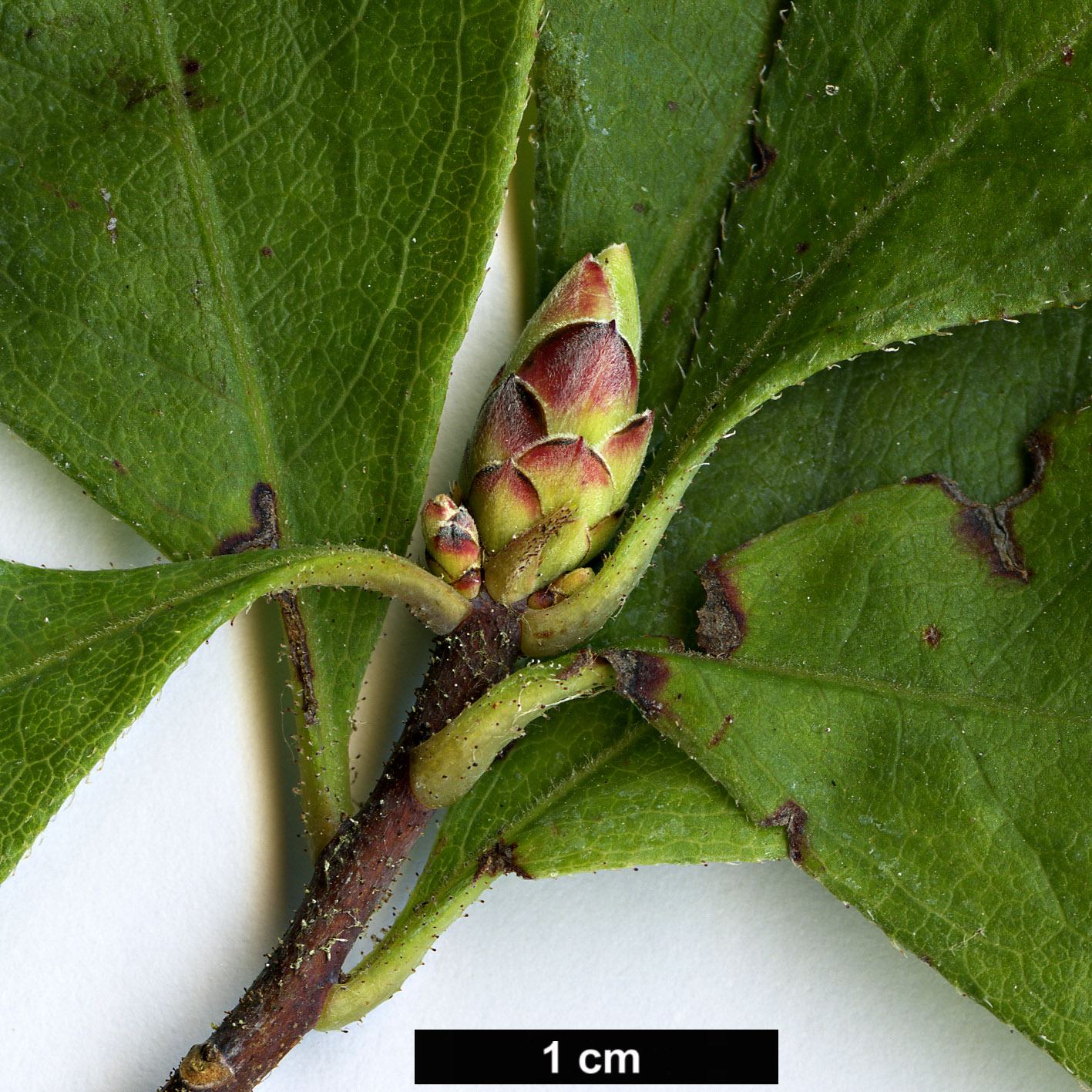 High resolution image: Family: Ericaceae - Genus: Rhododendron - Taxon: atlanticum