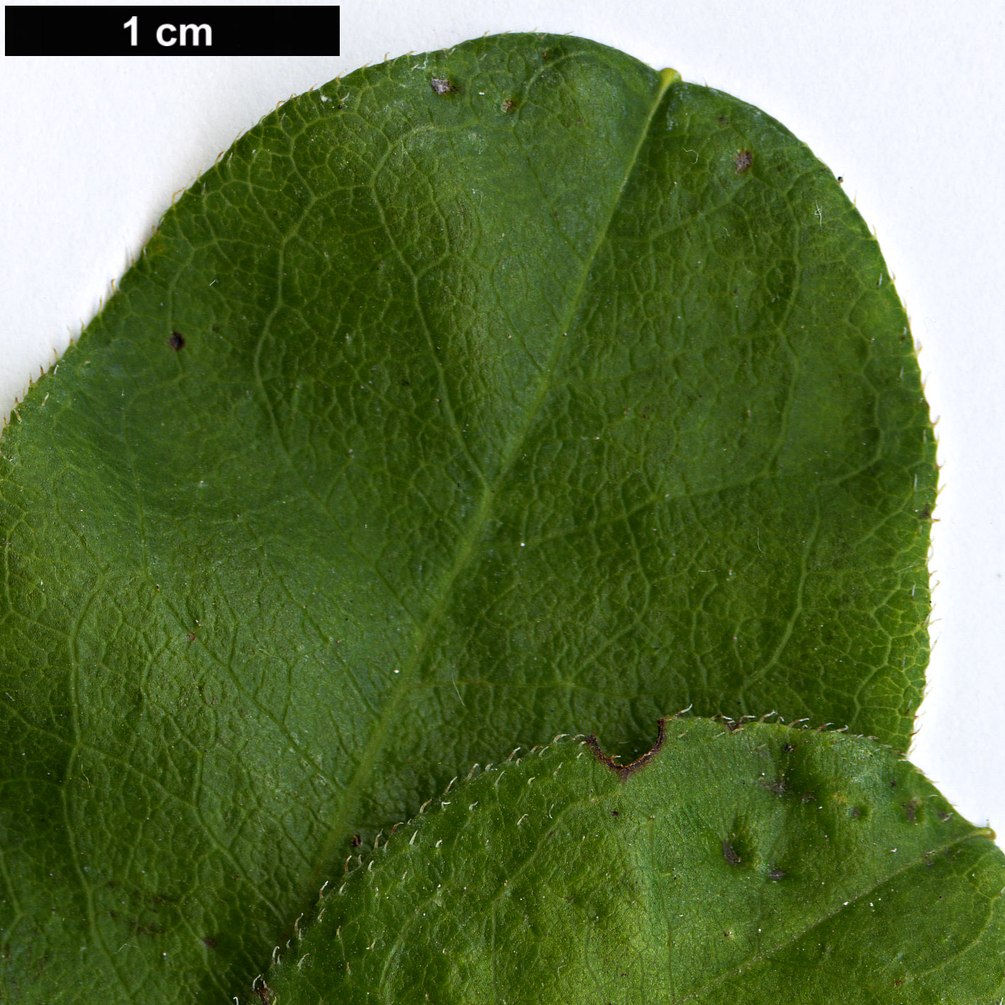 High resolution image: Family: Ericaceae - Genus: Rhododendron - Taxon: atlanticum