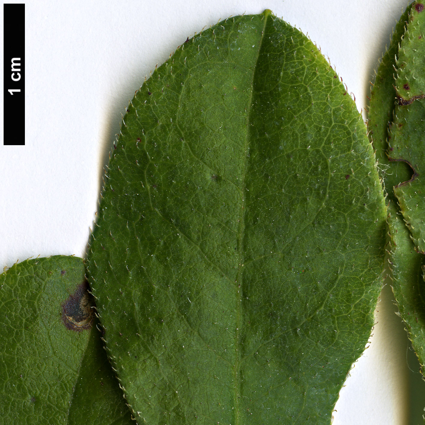 High resolution image: Family: Ericaceae - Genus: Rhododendron - Taxon: atlanticum