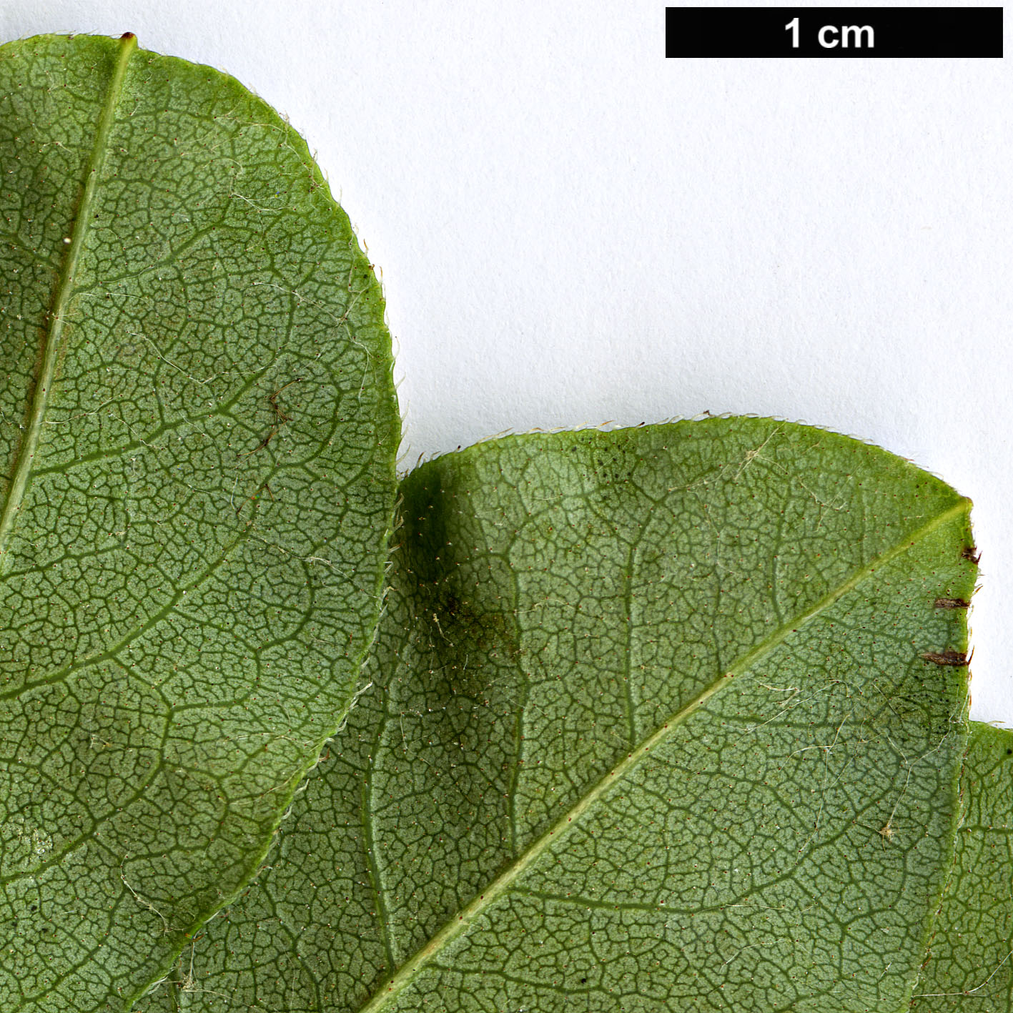 High resolution image: Family: Ericaceae - Genus: Rhododendron - Taxon: atlanticum