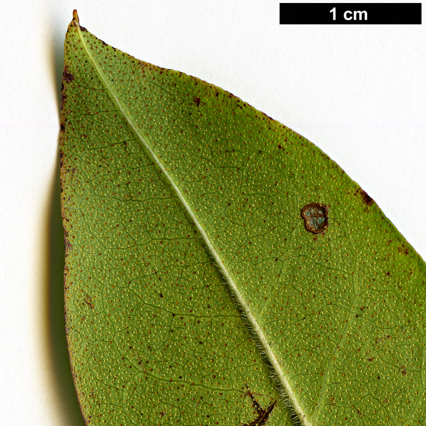 High resolution image: Family: Ericaceae - Genus: Rhododendron - Taxon: augustinii