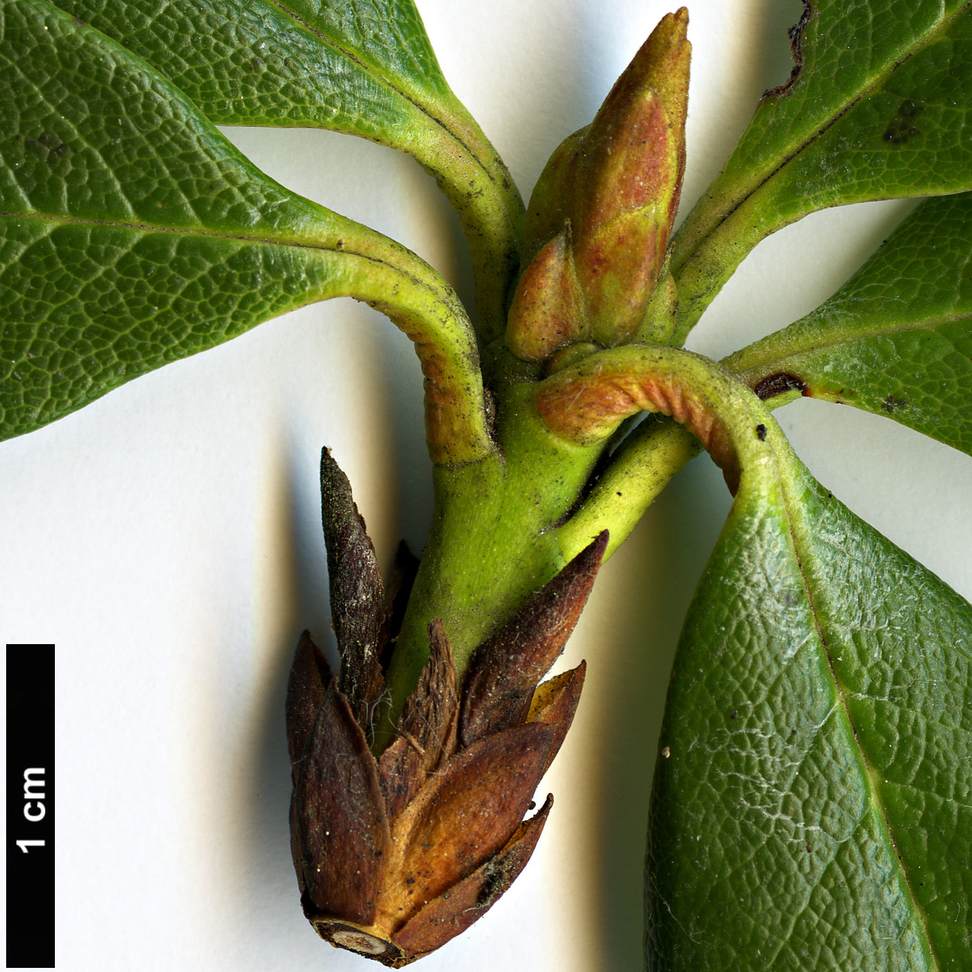 High resolution image: Family: Ericaceae - Genus: Rhododendron - Taxon: aureum