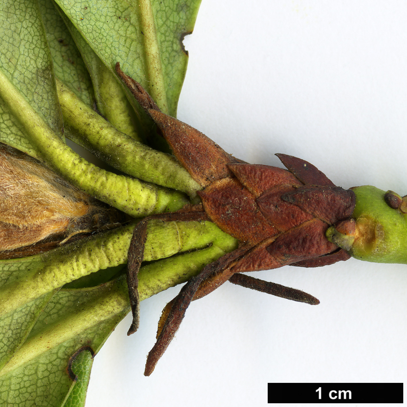 High resolution image: Family: Ericaceae - Genus: Rhododendron - Taxon: aureum