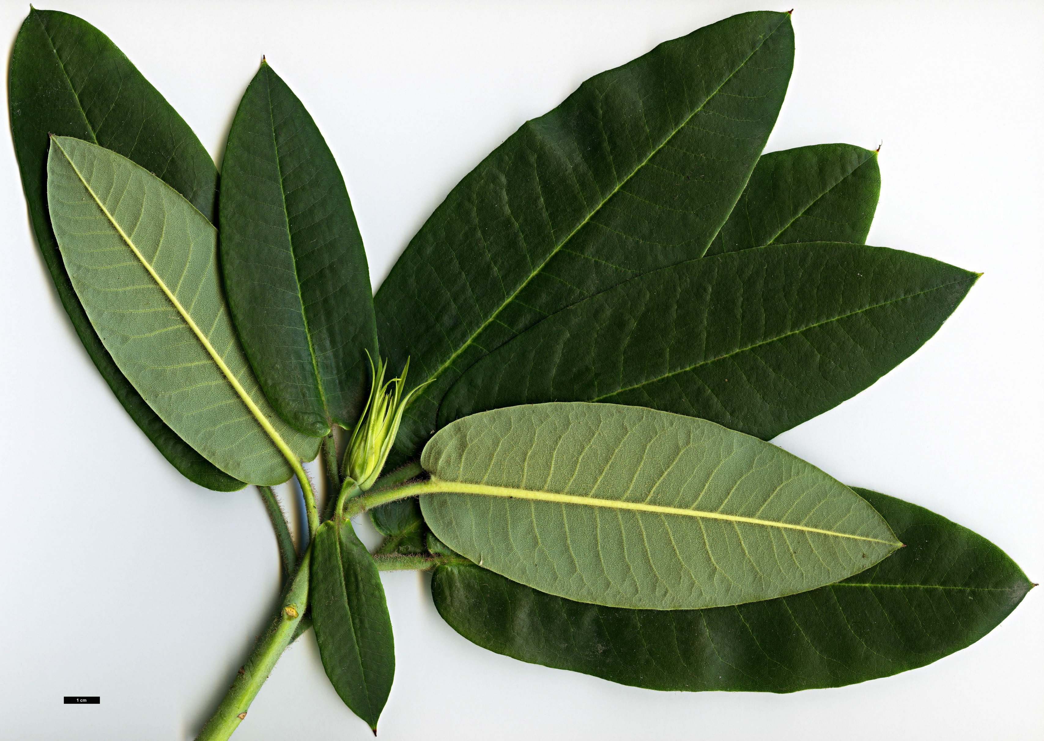 High resolution image: Family: Ericaceae - Genus: Rhododendron - Taxon: auriculatum