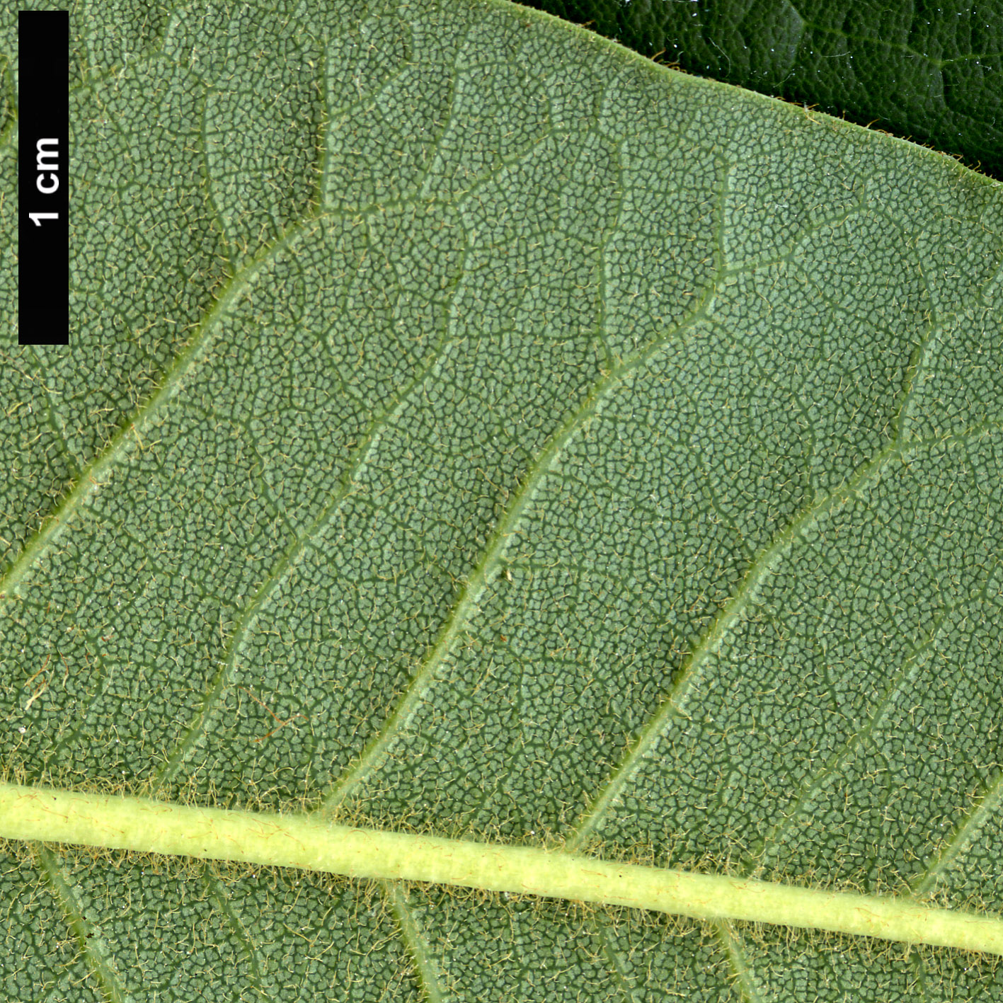 High resolution image: Family: Ericaceae - Genus: Rhododendron - Taxon: auriculatum