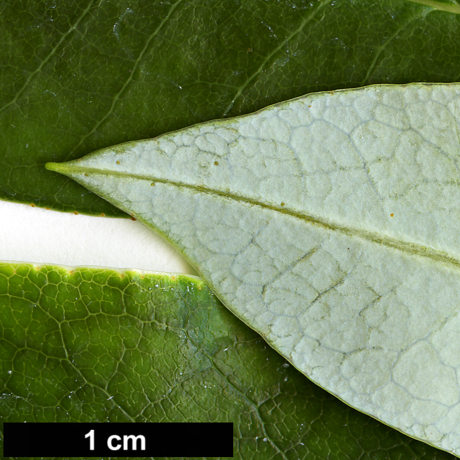 High resolution image: Family: Ericaceae - Genus: Rhododendron - Taxon: baihuaense