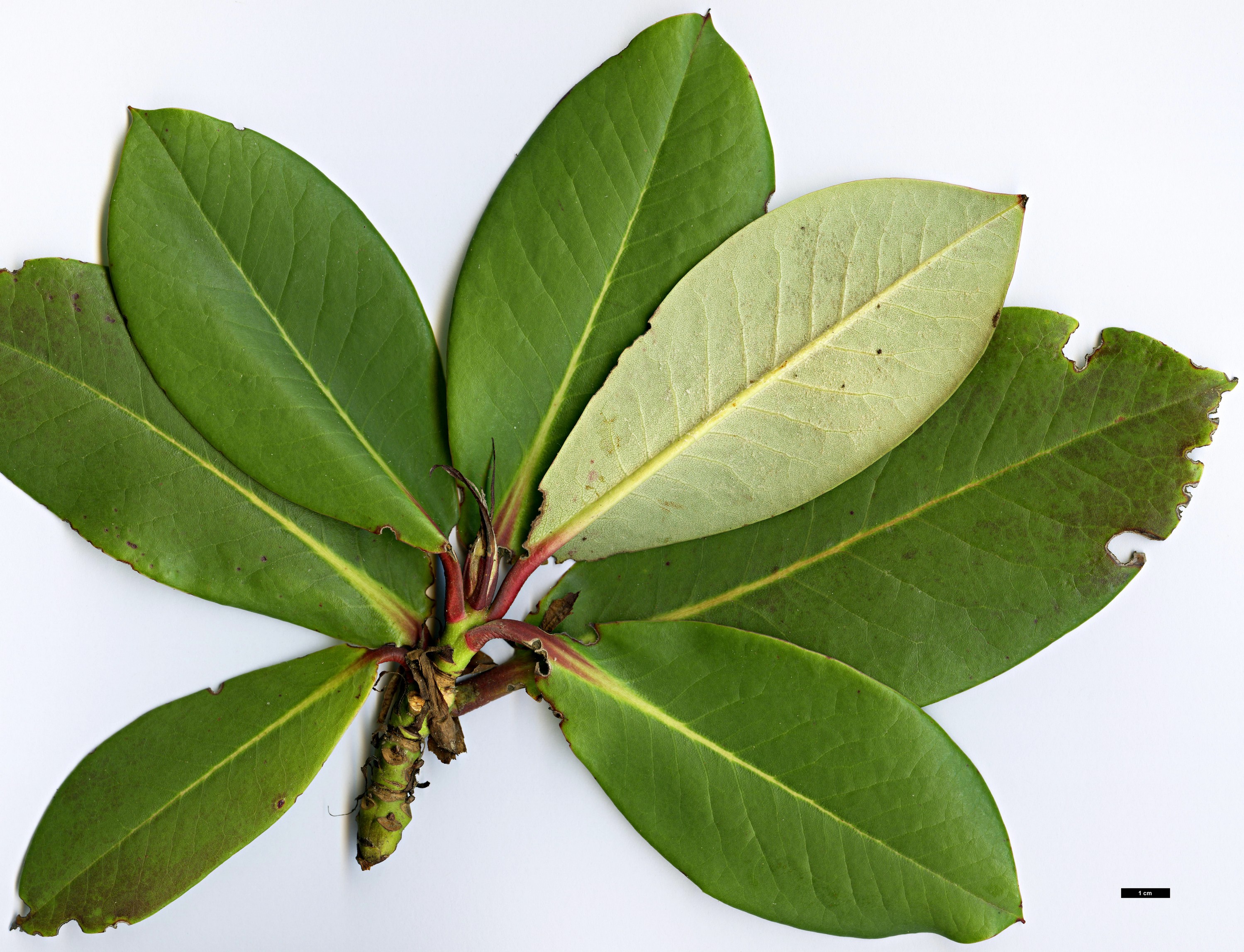 High resolution image: Family: Ericaceae - Genus: Rhododendron - Taxon: balangense