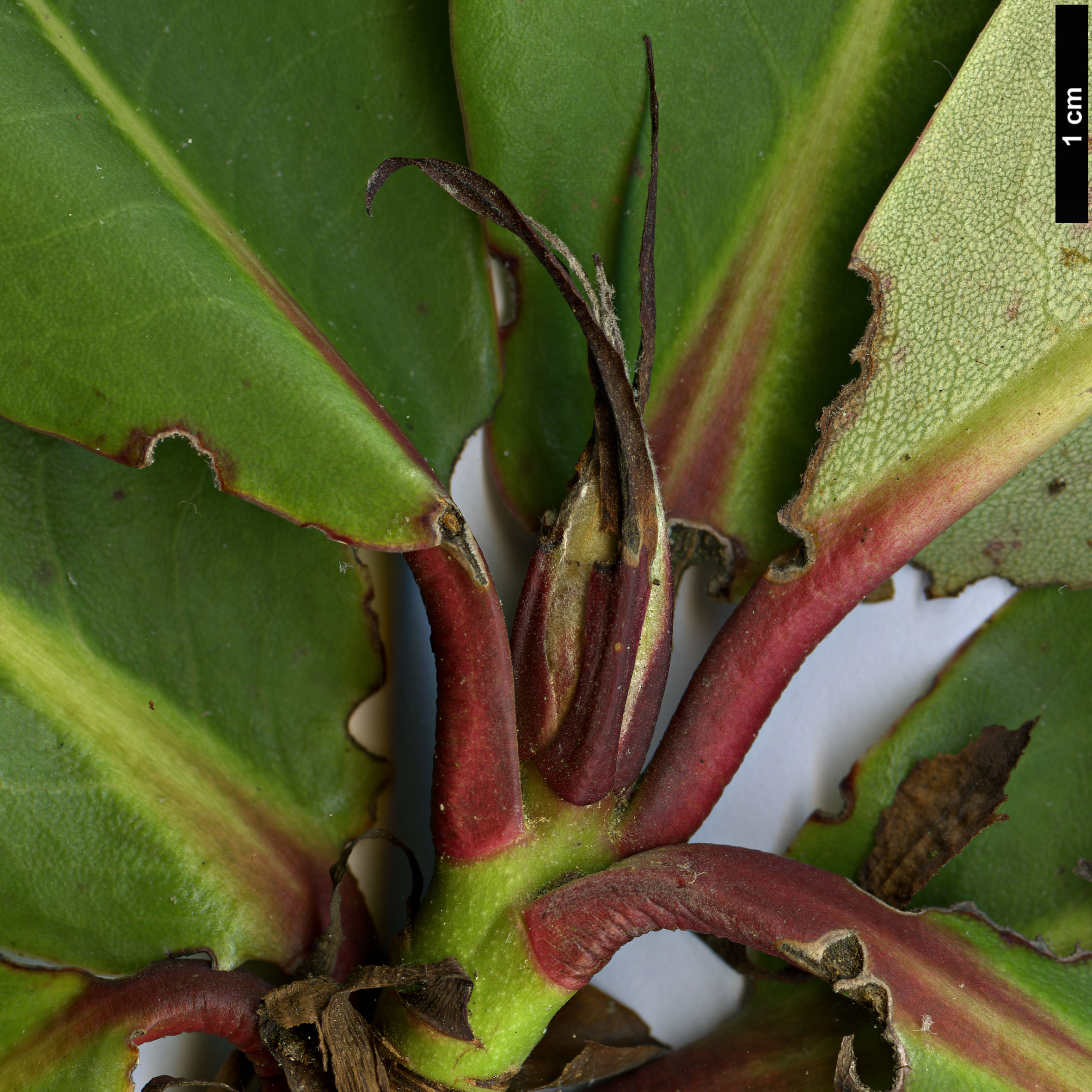 High resolution image: Family: Ericaceae - Genus: Rhododendron - Taxon: balangense