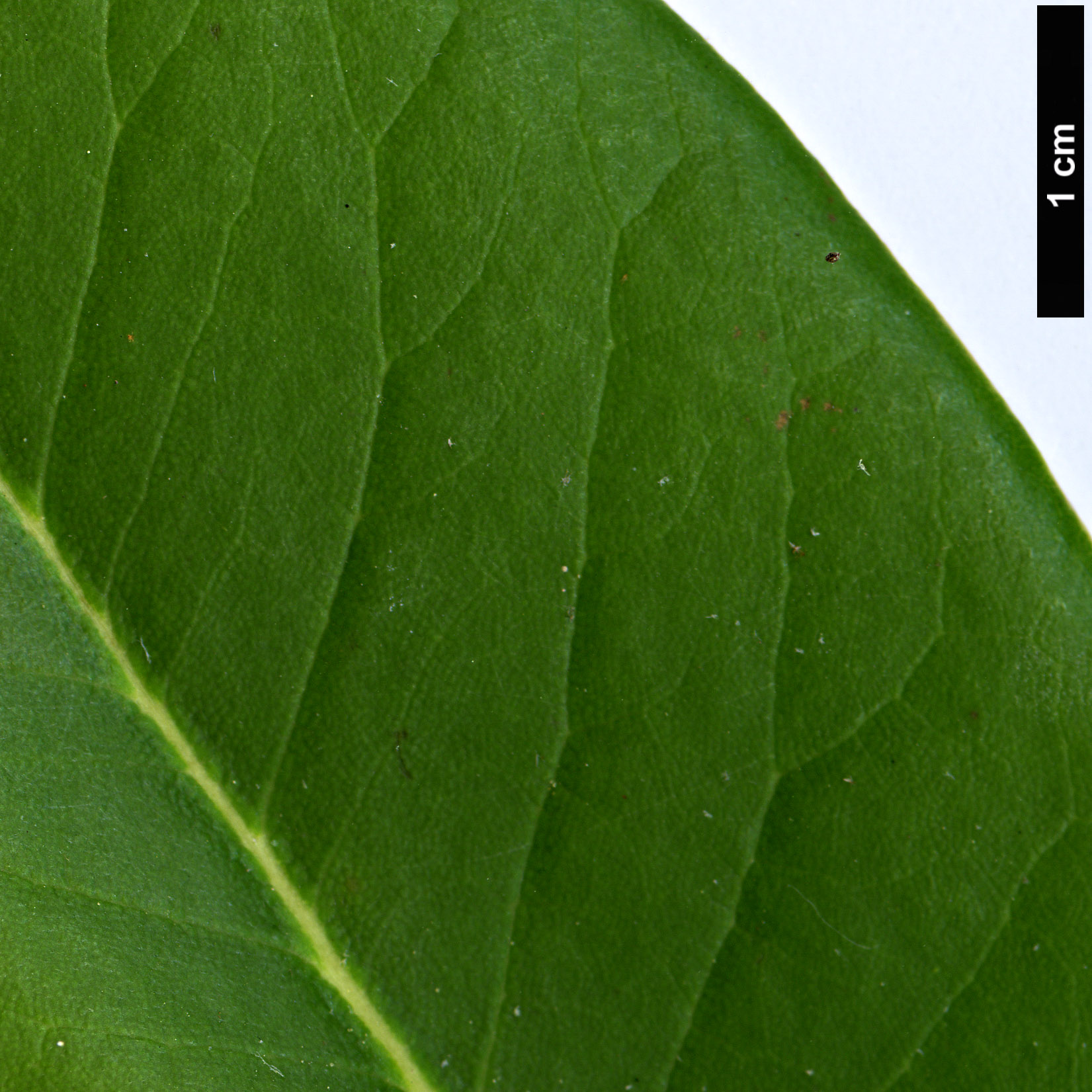 High resolution image: Family: Ericaceae - Genus: Rhododendron - Taxon: balangense