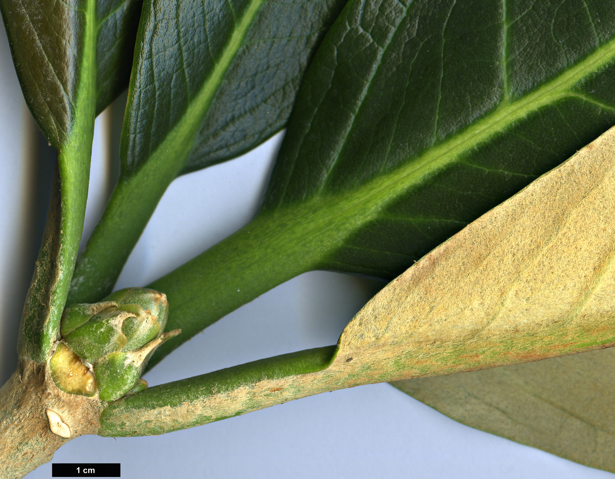 High resolution image: Family: Ericaceae - Genus: Rhododendron - Taxon: basilicum