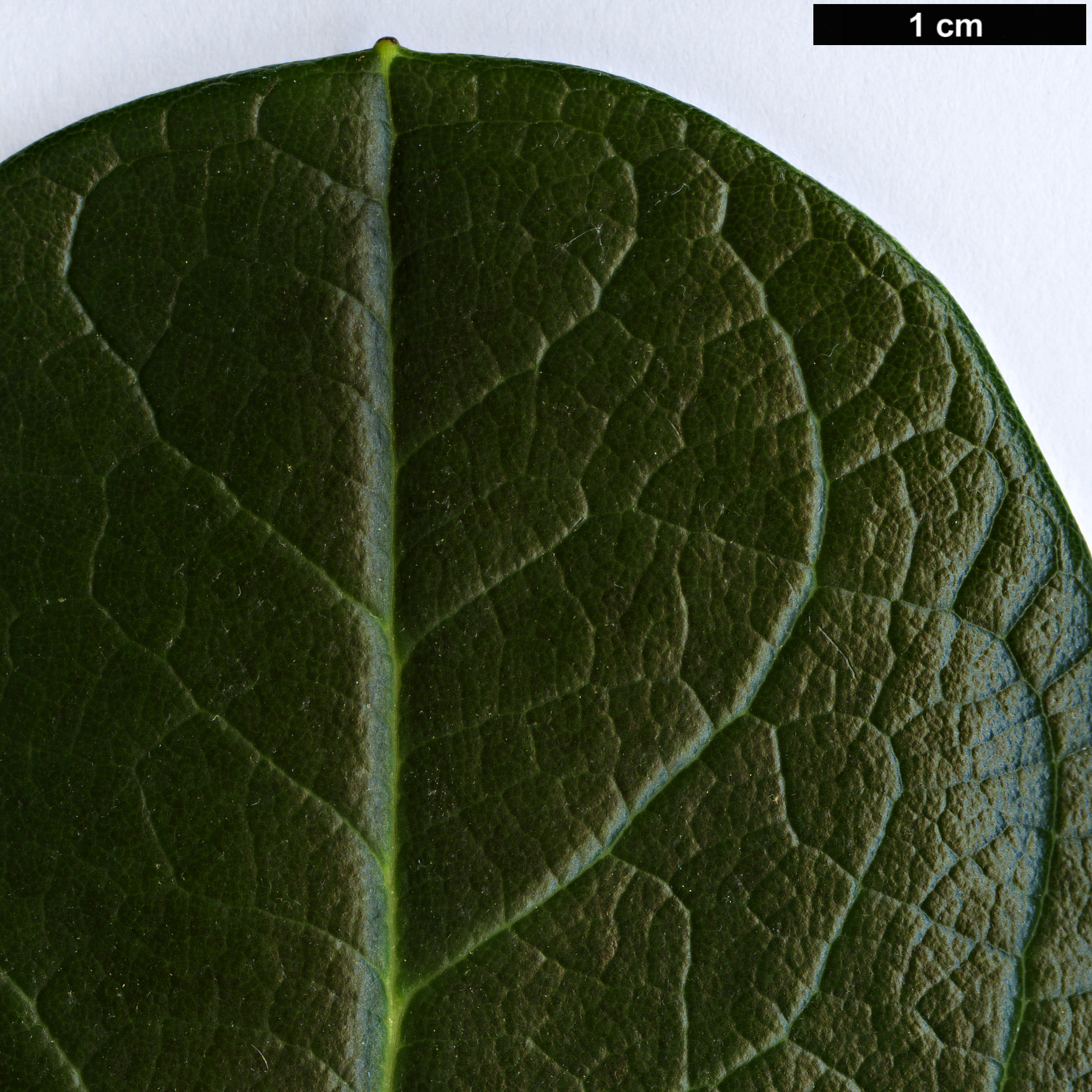 High resolution image: Family: Ericaceae - Genus: Rhododendron - Taxon: basilicum