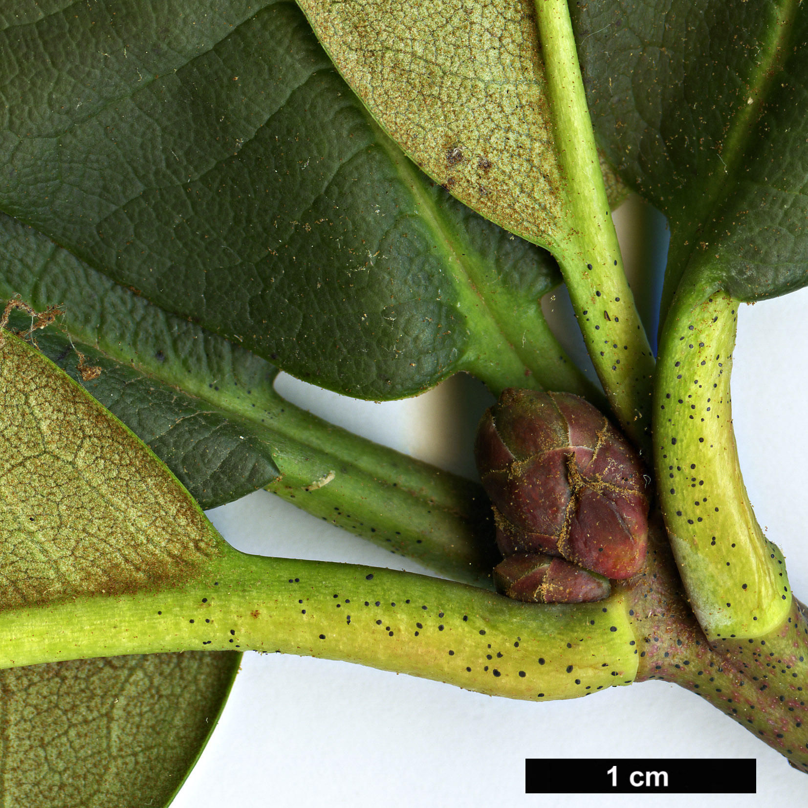 High resolution image: Family: Ericaceae - Genus: Rhododendron - Taxon: beesianum