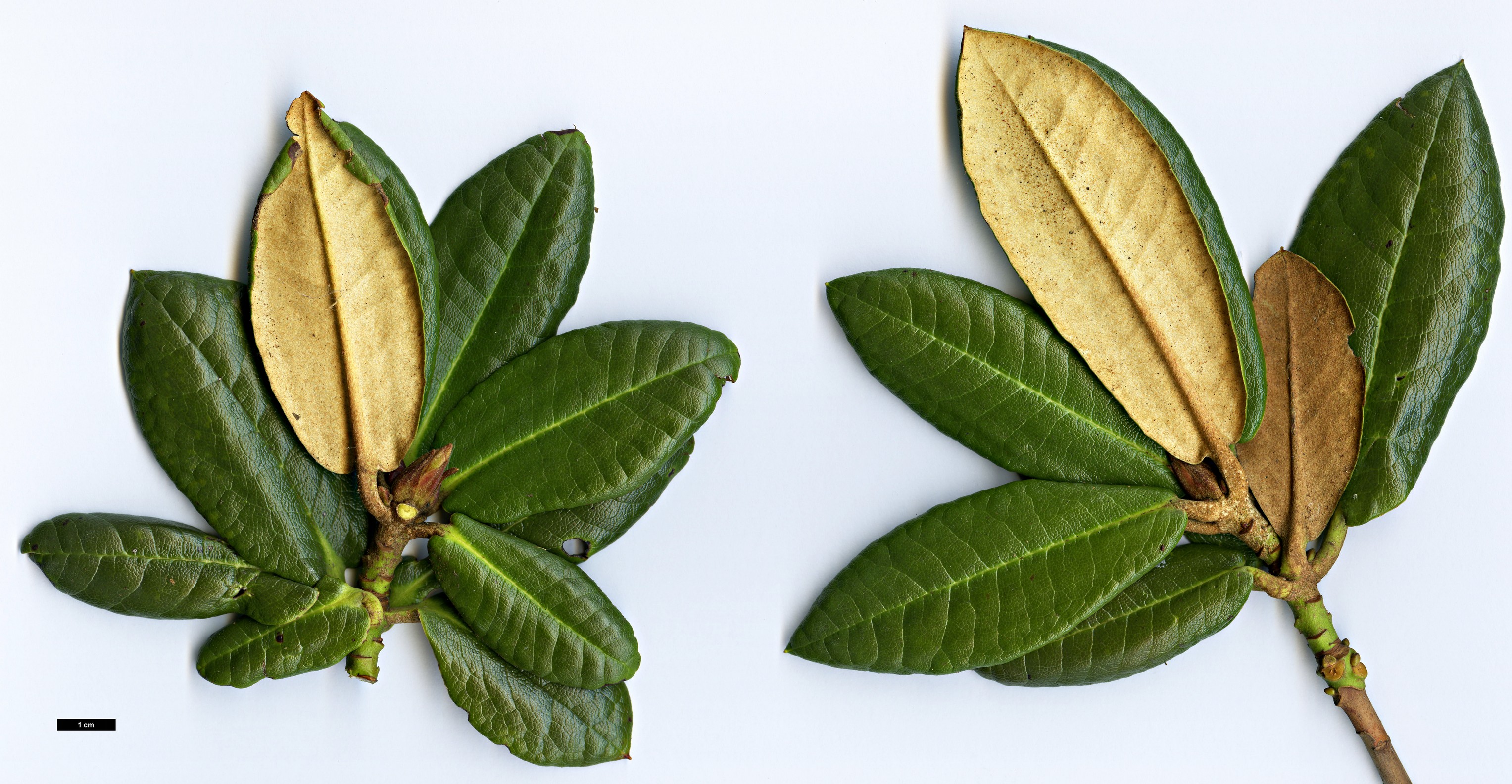 High resolution image: Family: Ericaceae - Genus: Rhododendron - Taxon: bhutanense