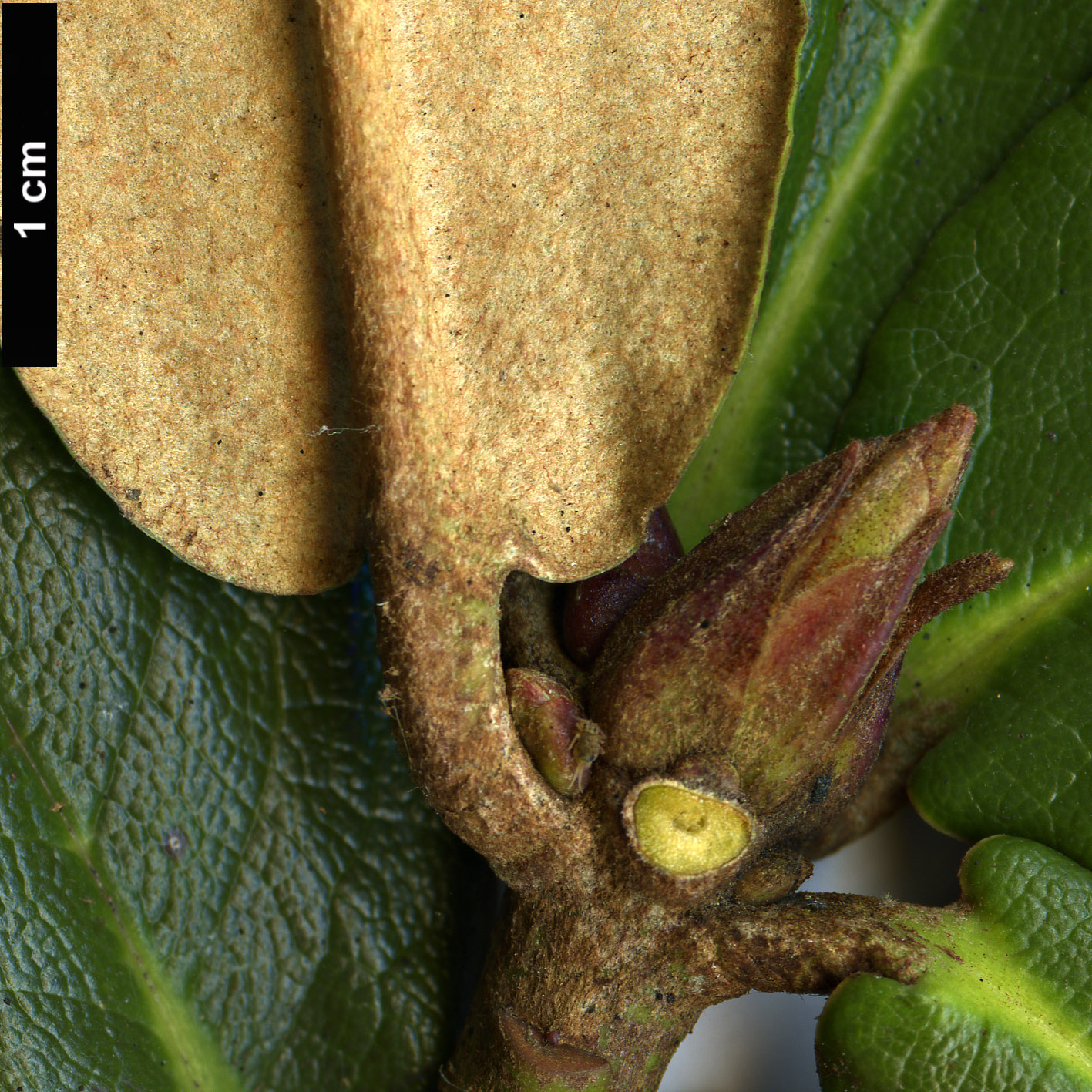 High resolution image: Family: Ericaceae - Genus: Rhododendron - Taxon: bhutanense