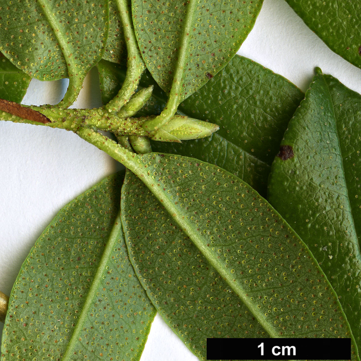 High resolution image: Family: Ericaceae - Genus: Rhododendron - Taxon: bracteatum