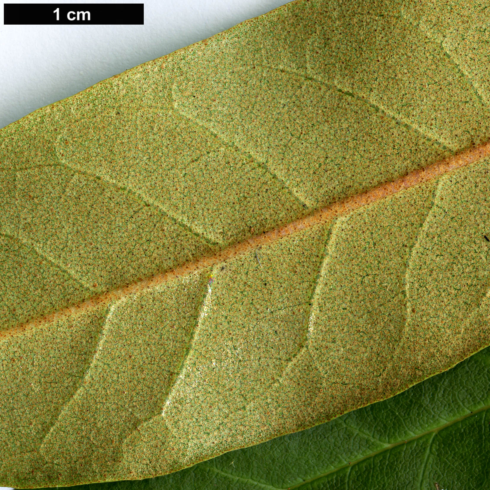 High resolution image: Family: Ericaceae - Genus: Rhododendron - Taxon: brevicaudatum