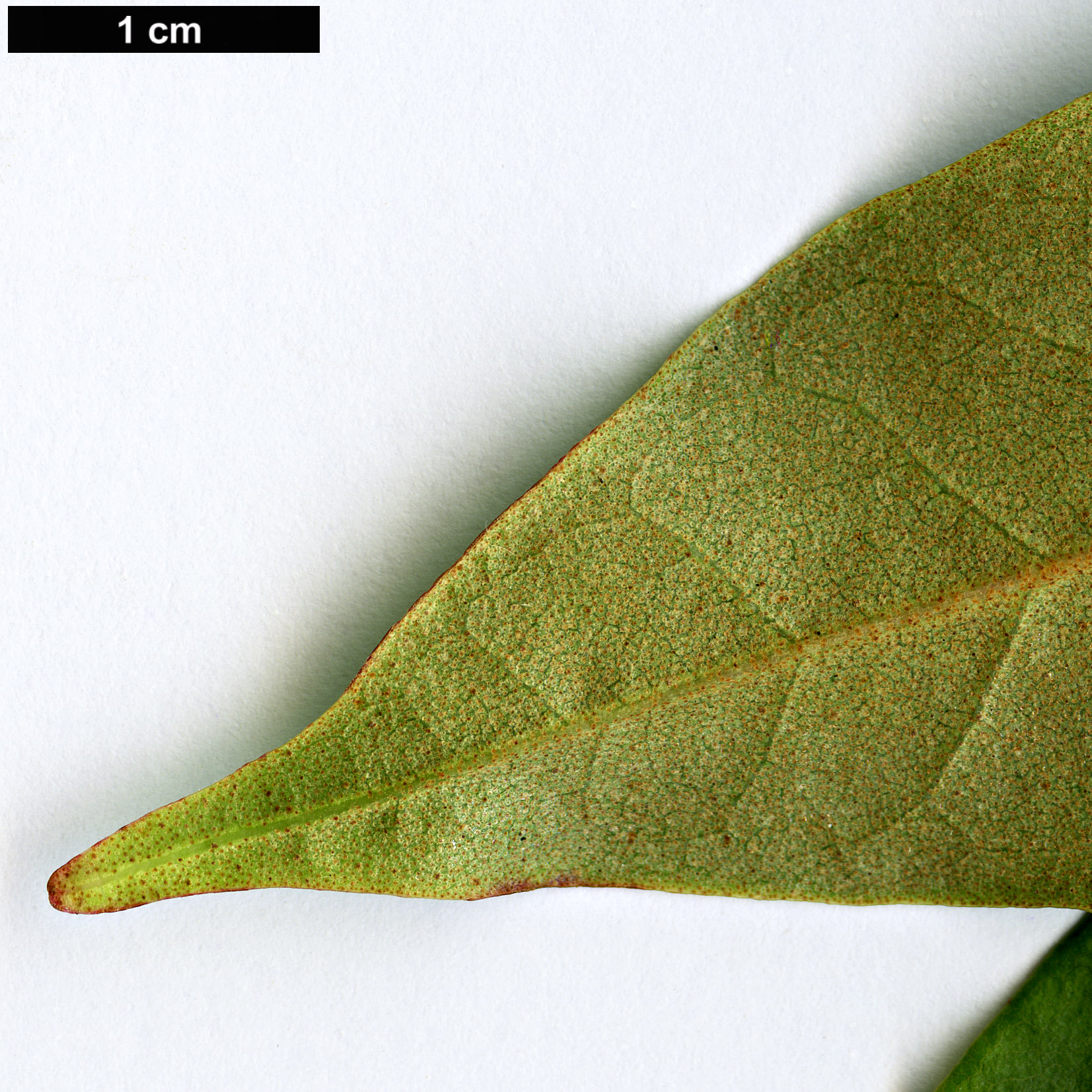High resolution image: Family: Ericaceae - Genus: Rhododendron - Taxon: brevicaudatum