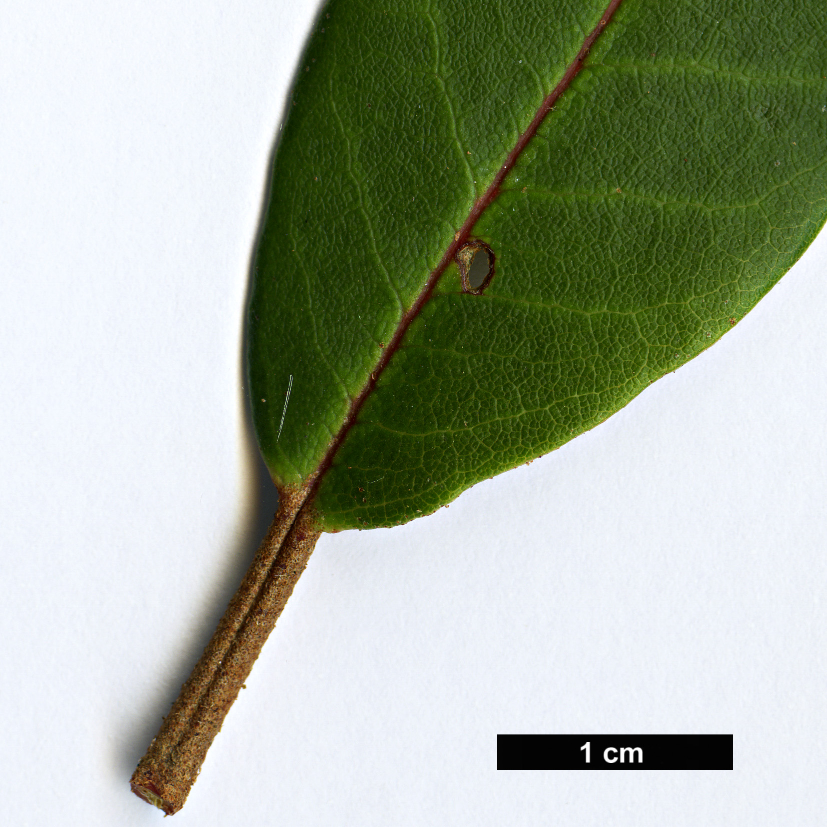 High resolution image: Family: Ericaceae - Genus: Rhododendron - Taxon: brevicaudatum