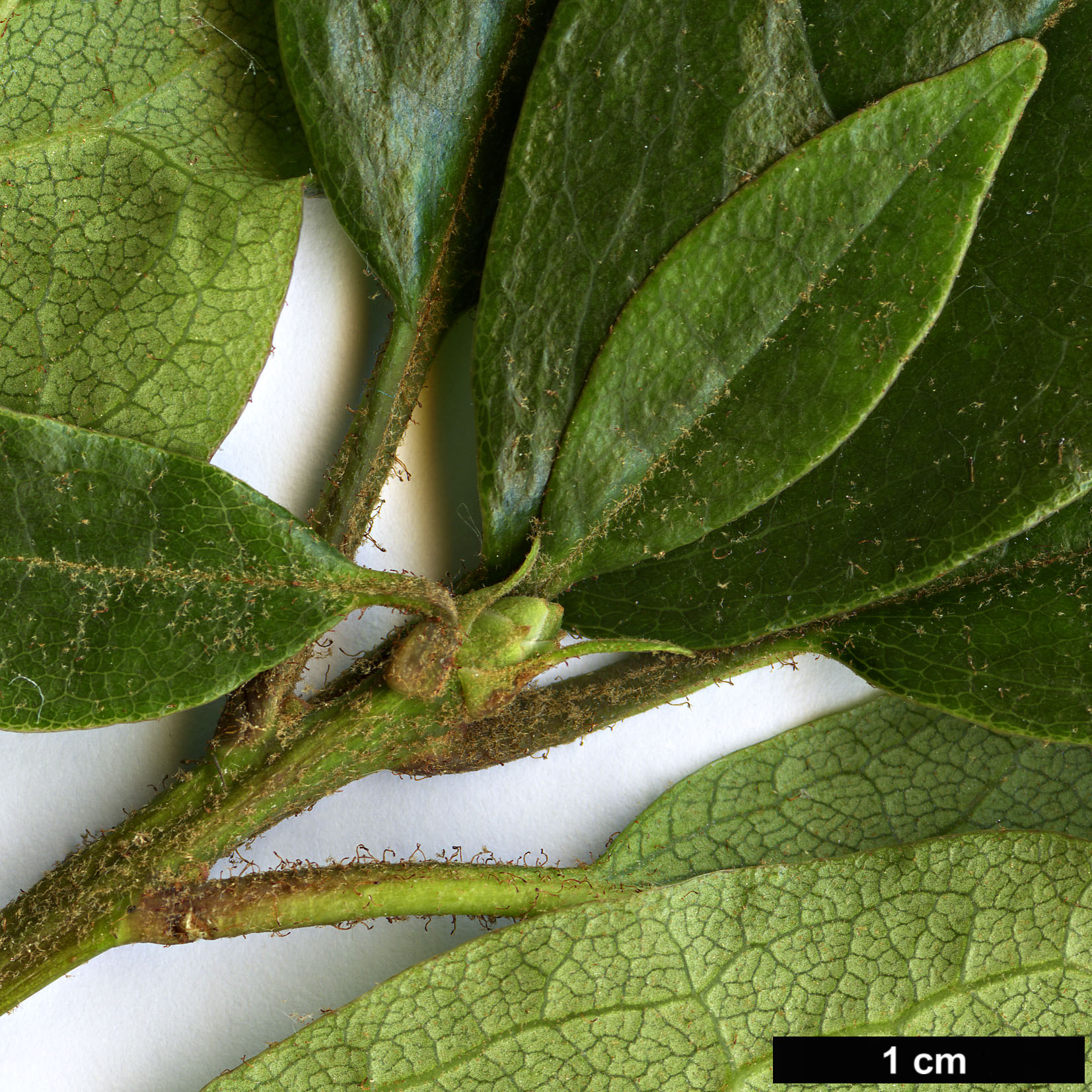 High resolution image: Family: Ericaceae - Genus: Rhododendron - Taxon: brevinerve