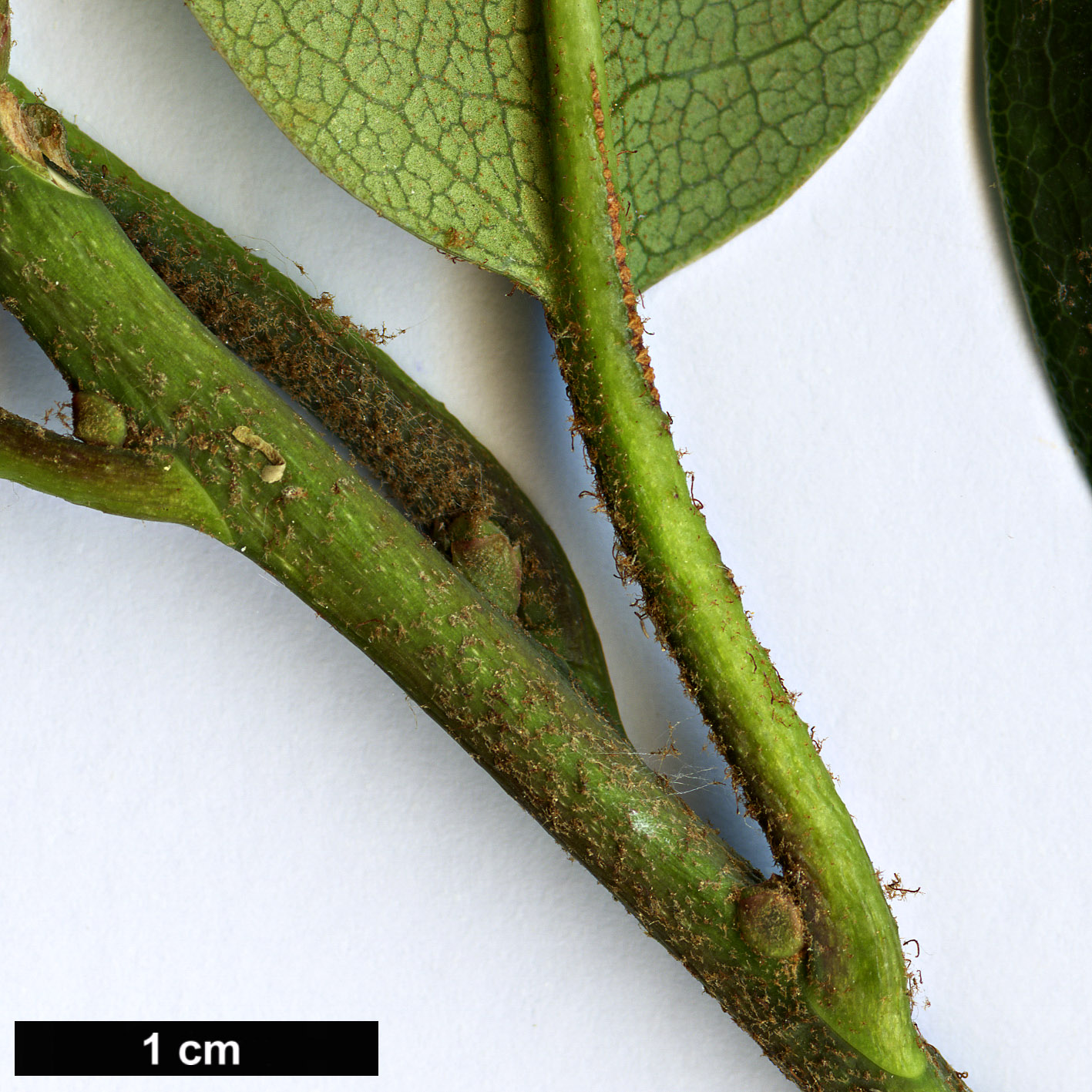 High resolution image: Family: Ericaceae - Genus: Rhododendron - Taxon: brevinerve