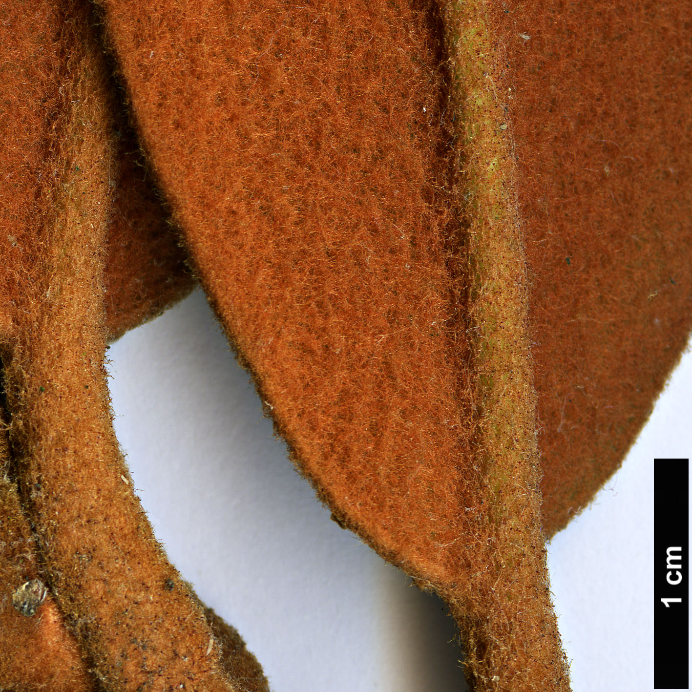 High resolution image: Family: Ericaceae - Genus: Rhododendron - Taxon: bureavii