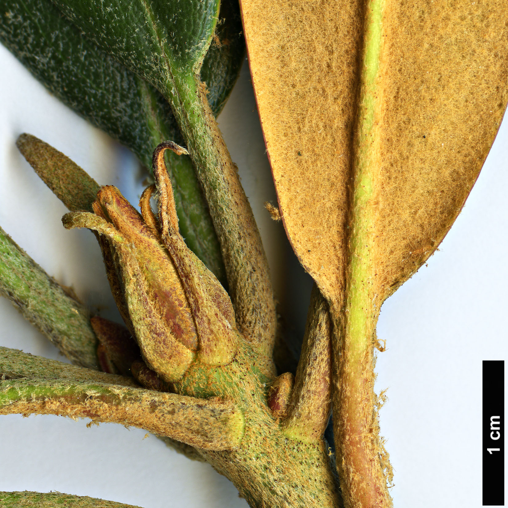 High resolution image: Family: Ericaceae - Genus: Rhododendron - Taxon: bureavioides