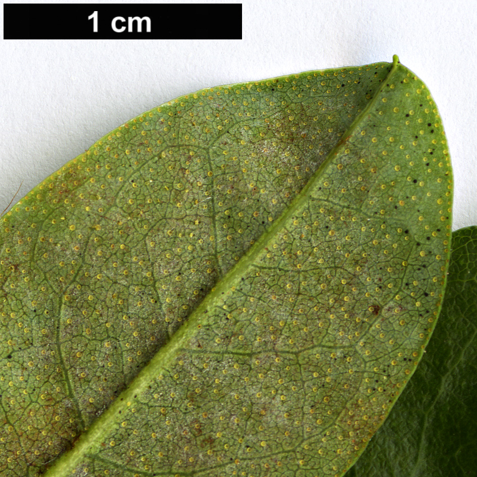 High resolution image: Family: Ericaceae - Genus: Rhododendron - Taxon: caesium