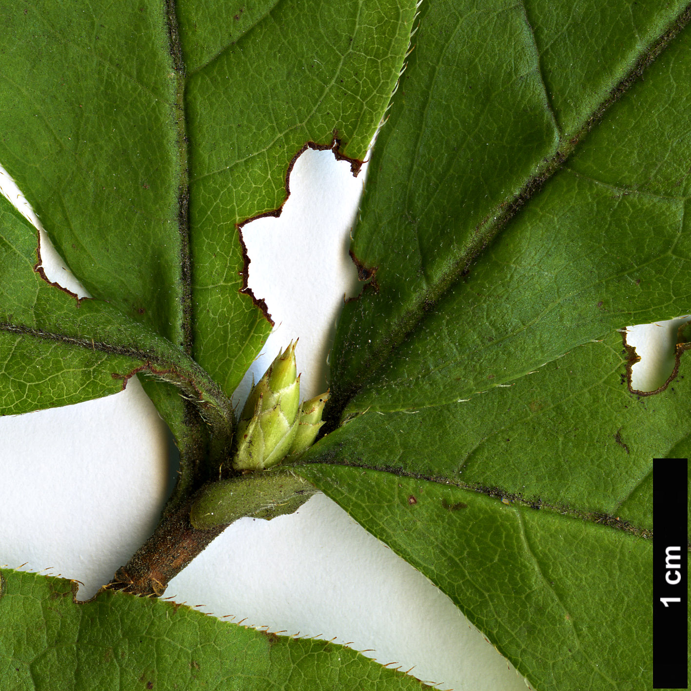 High resolution image: Family: Ericaceae - Genus: Rhododendron - Taxon: calendulaceum