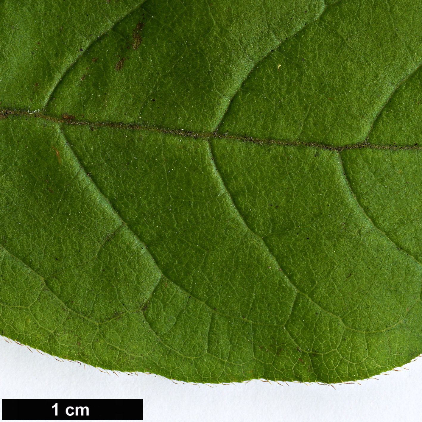 High resolution image: Family: Ericaceae - Genus: Rhododendron - Taxon: calendulaceum