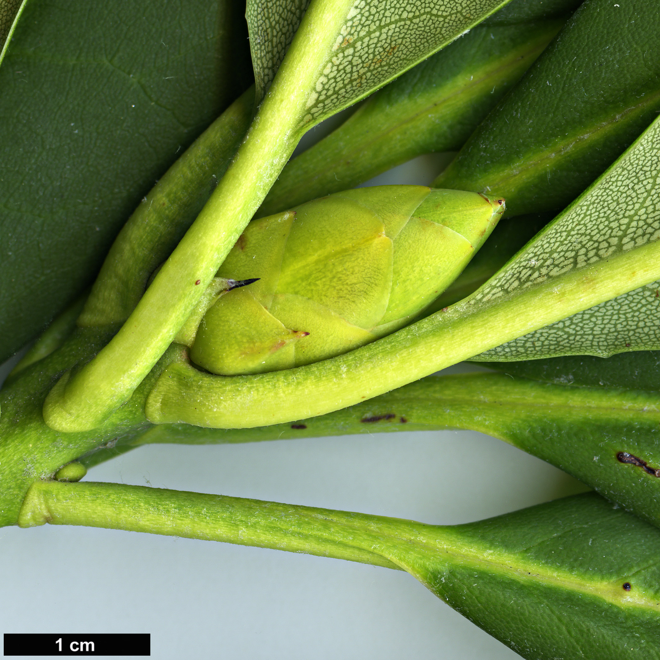 High resolution image: Family: Ericaceae - Genus: Rhododendron - Taxon: calophytum