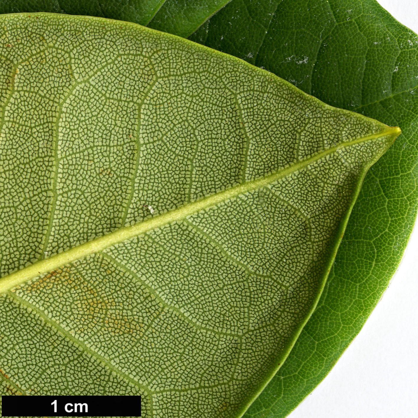 High resolution image: Family: Ericaceae - Genus: Rhododendron - Taxon: calophytum