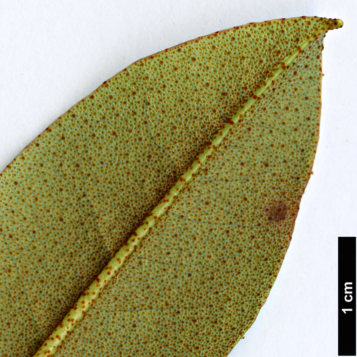 High resolution image: Family: Ericaceae - Genus: Rhododendron - Taxon: camelliiflorum