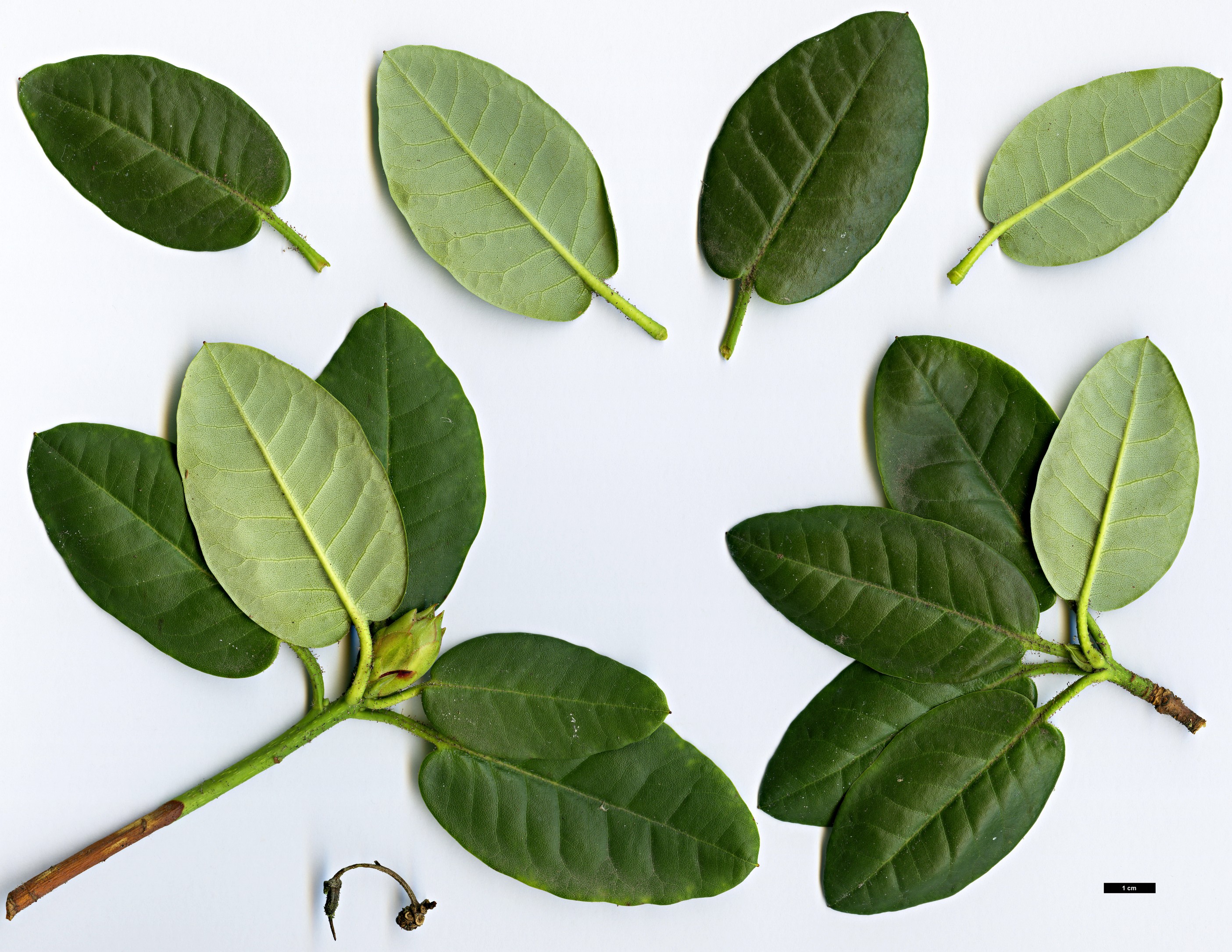 High resolution image: Family: Ericaceae - Genus: Rhododendron - Taxon: campylocarpum