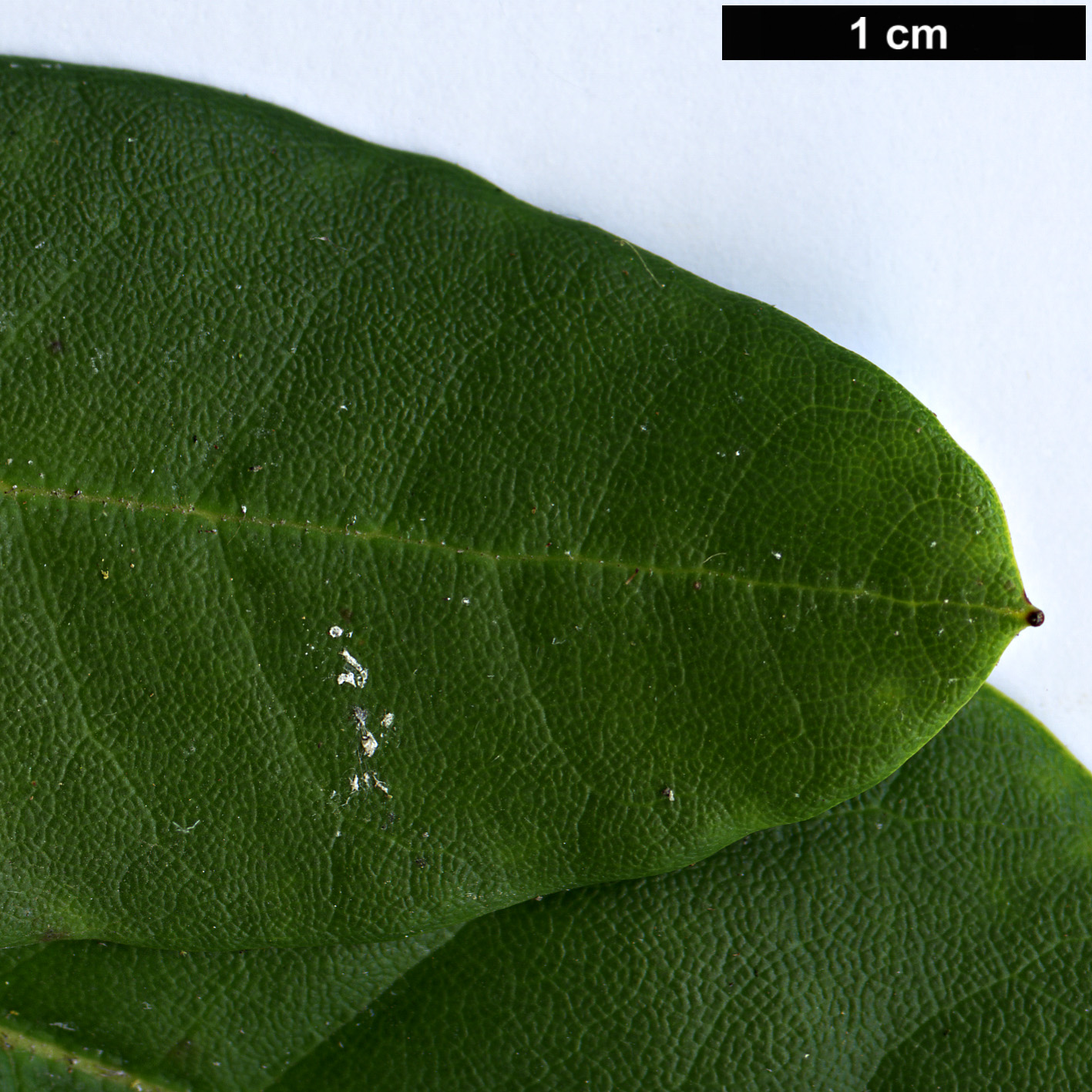 High resolution image: Family: Ericaceae - Genus: Rhododendron - Taxon: campylocarpum