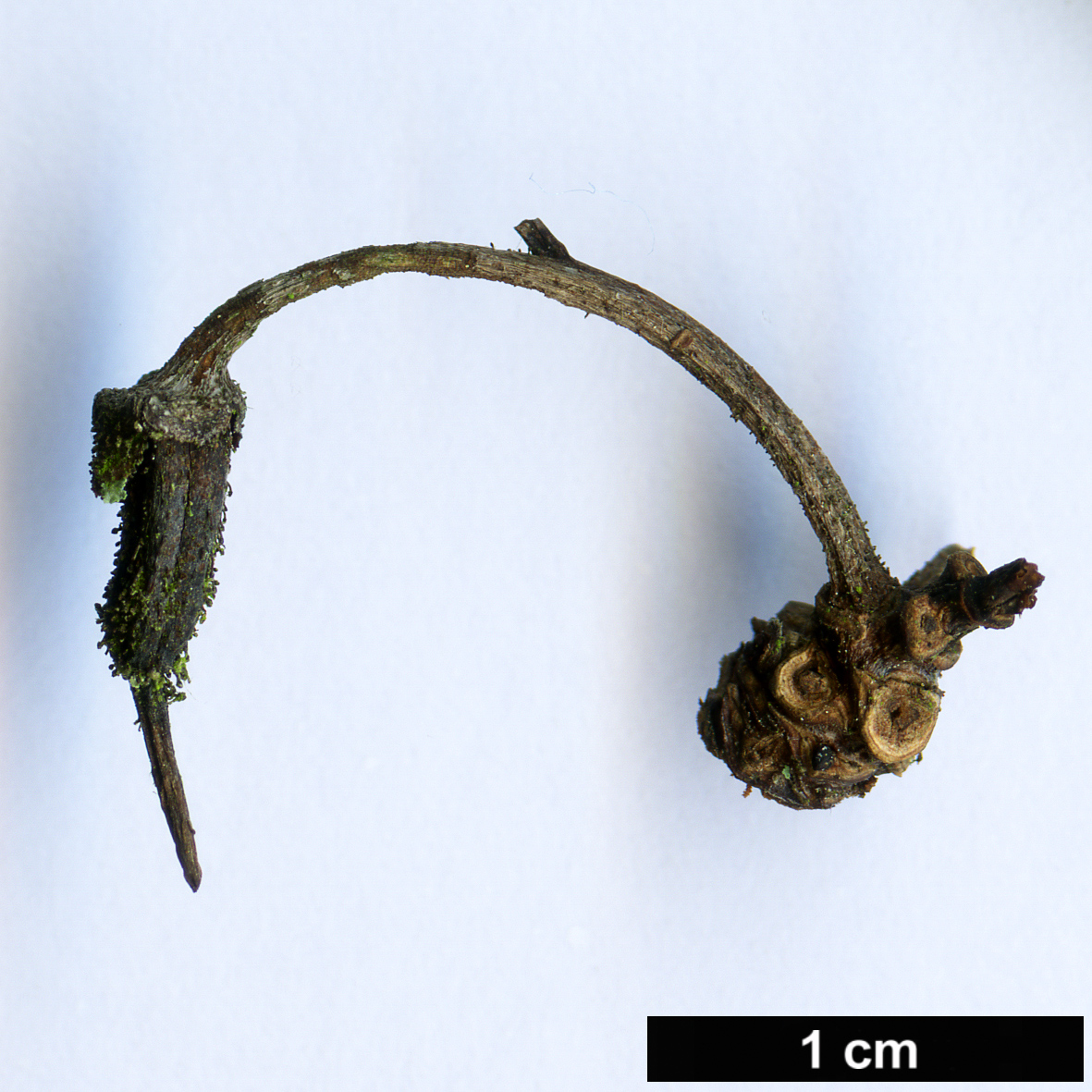 High resolution image: Family: Ericaceae - Genus: Rhododendron - Taxon: campylocarpum