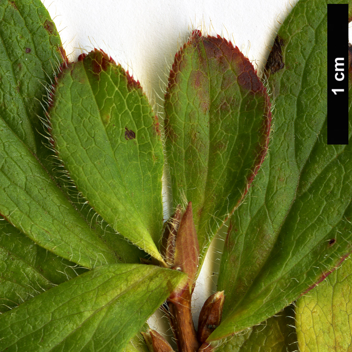 High resolution image: Family: Ericaceae - Genus: Rhododendron - Taxon: camtschaticum