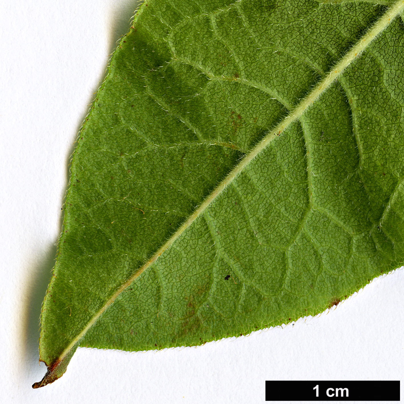 High resolution image: Family: Ericaceae - Genus: Rhododendron - Taxon: canescens