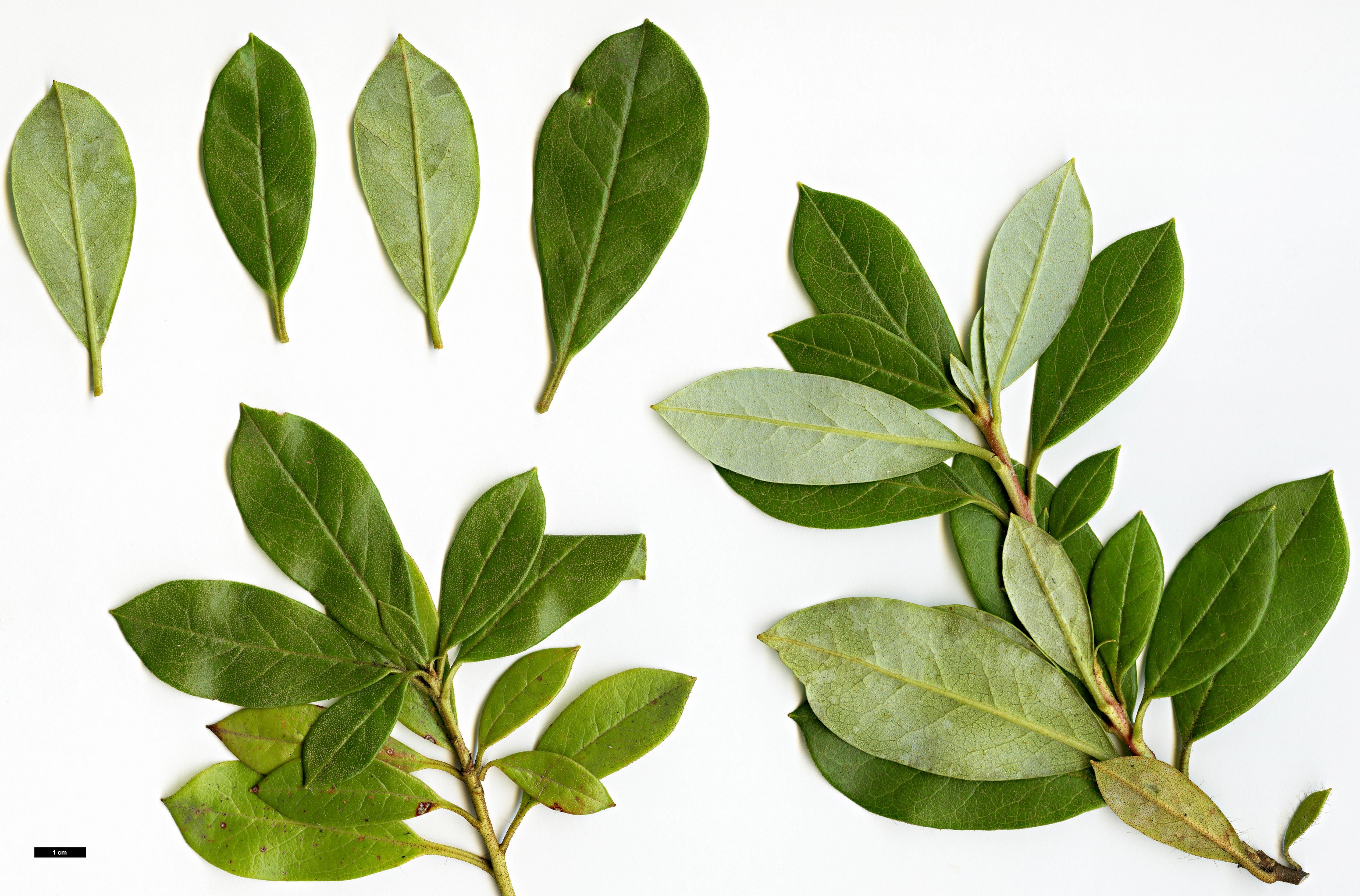 High resolution image: Family: Ericaceae - Genus: Rhododendron - Taxon: carneum