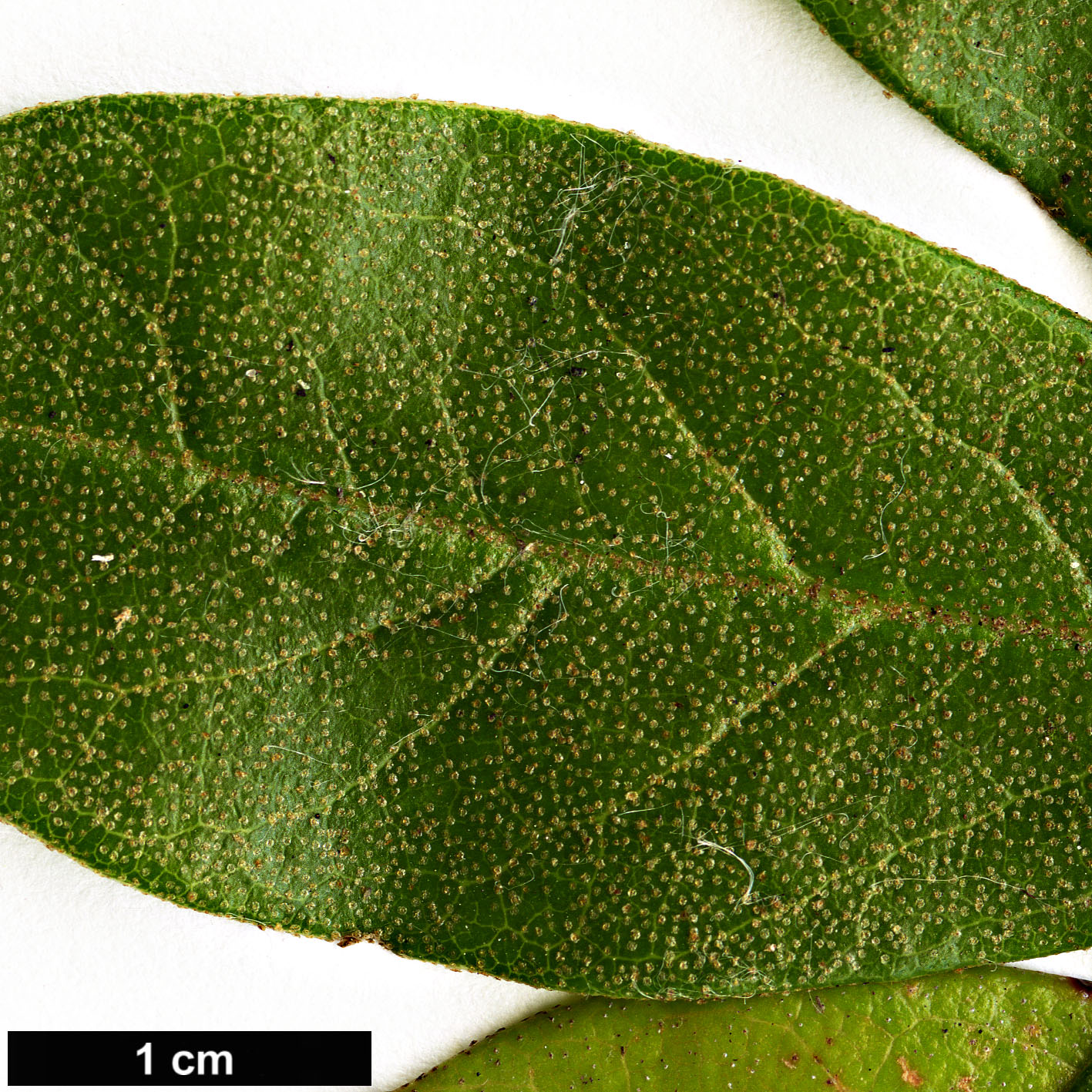 High resolution image: Family: Ericaceae - Genus: Rhododendron - Taxon: carneum