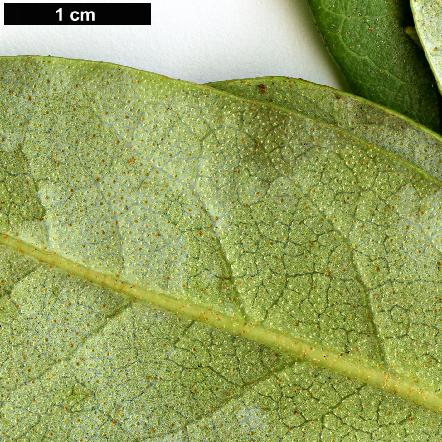 High resolution image: Family: Ericaceae - Genus: Rhododendron - Taxon: carneum