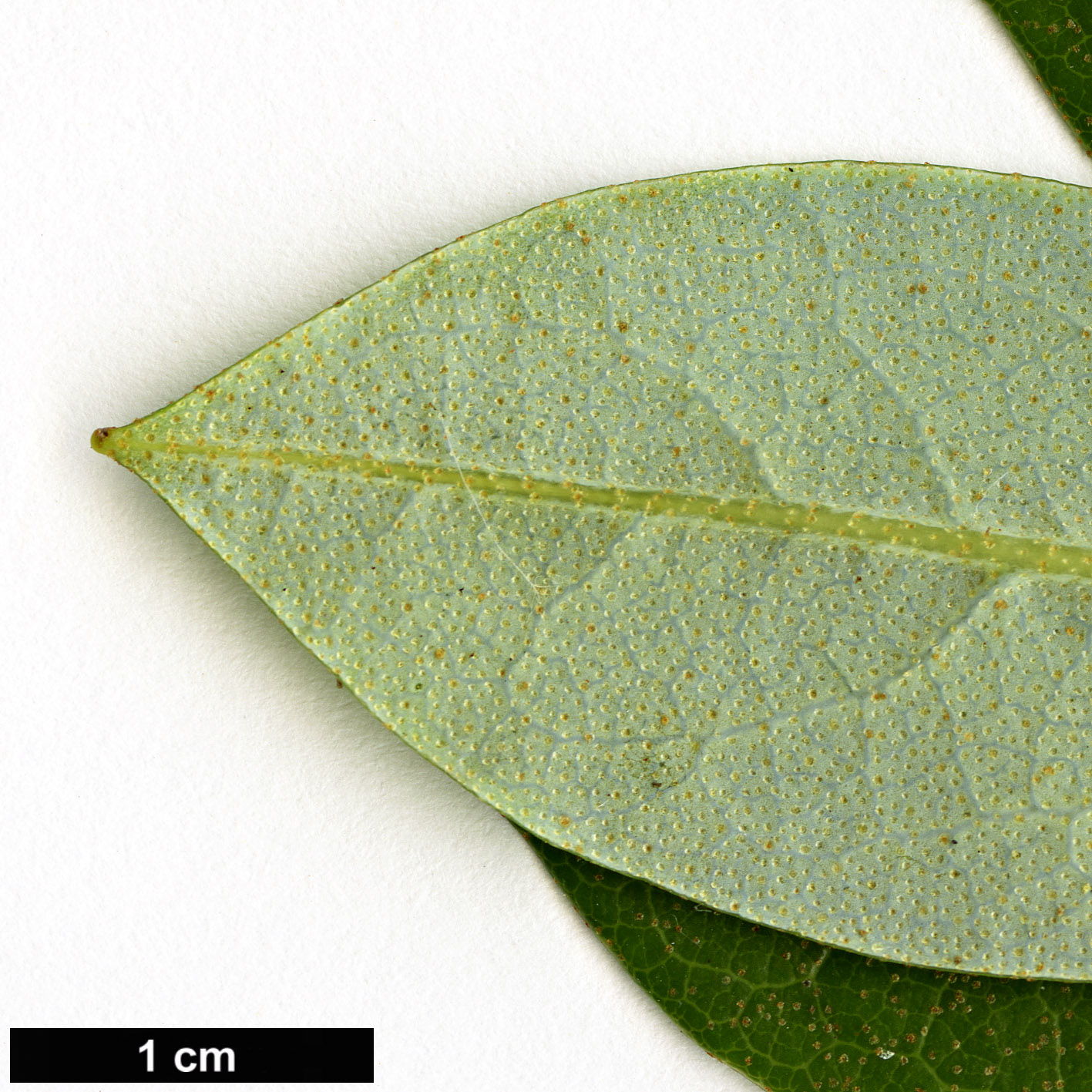 High resolution image: Family: Ericaceae - Genus: Rhododendron - Taxon: carneum